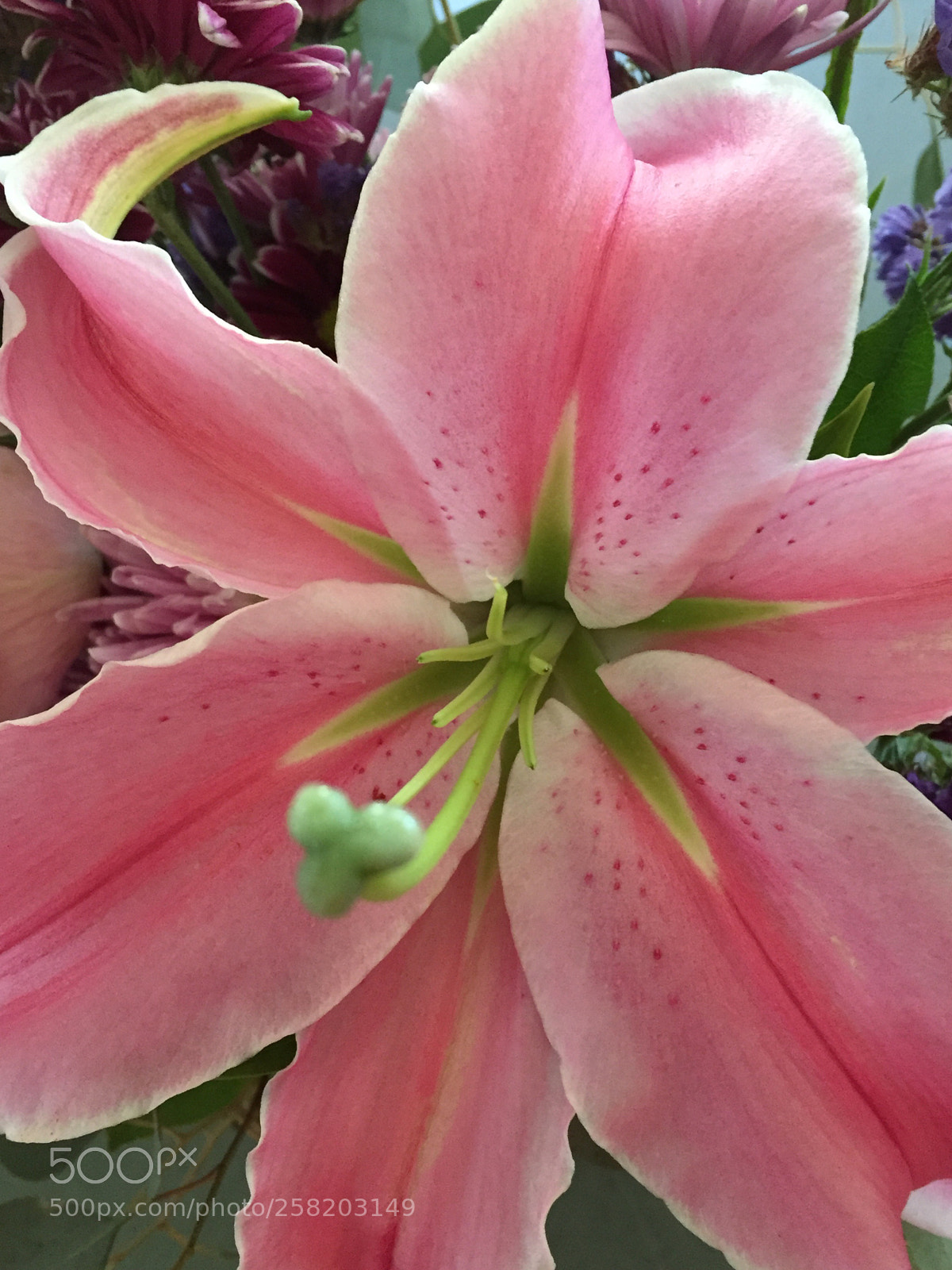 Apple iPhone 6 sample photo. Stargazer lily  photography