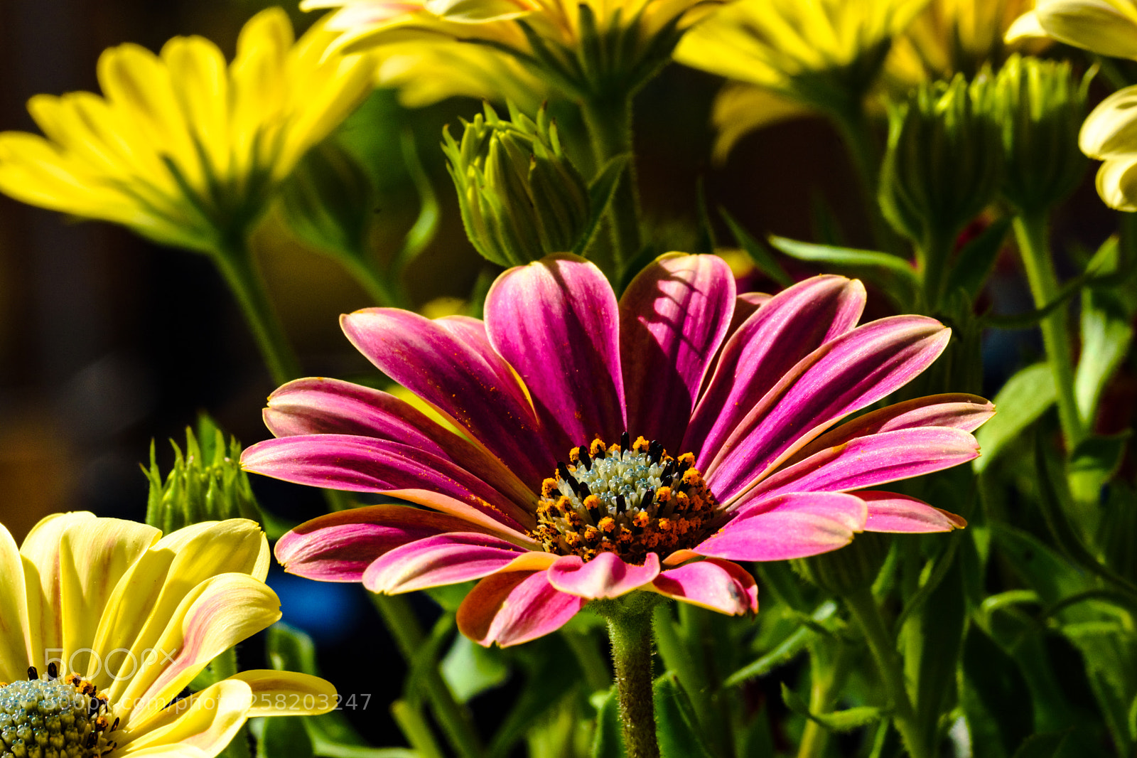 Nikon D7200 sample photo. Lr photography