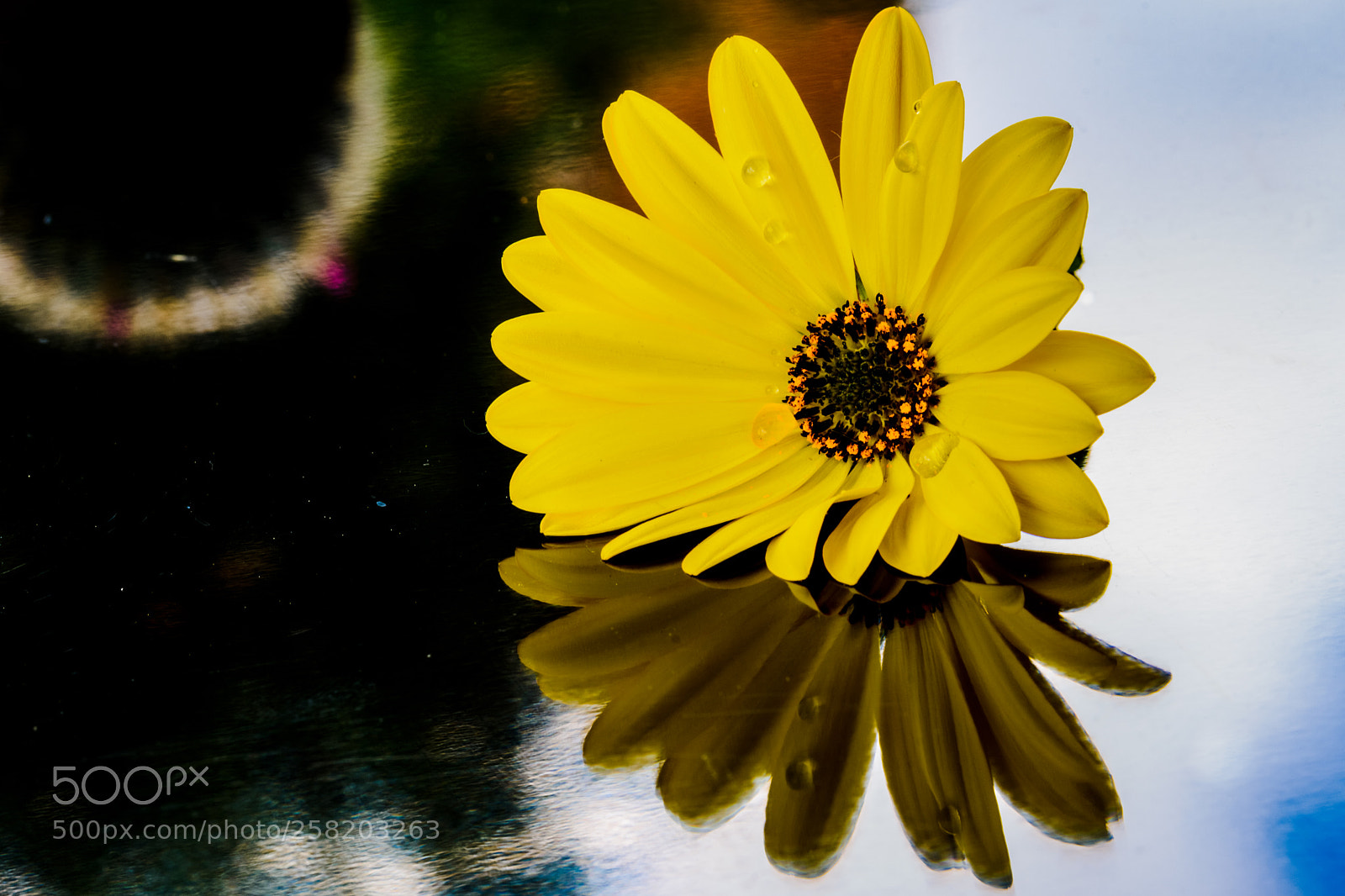 Nikon D7200 sample photo. Lr photography