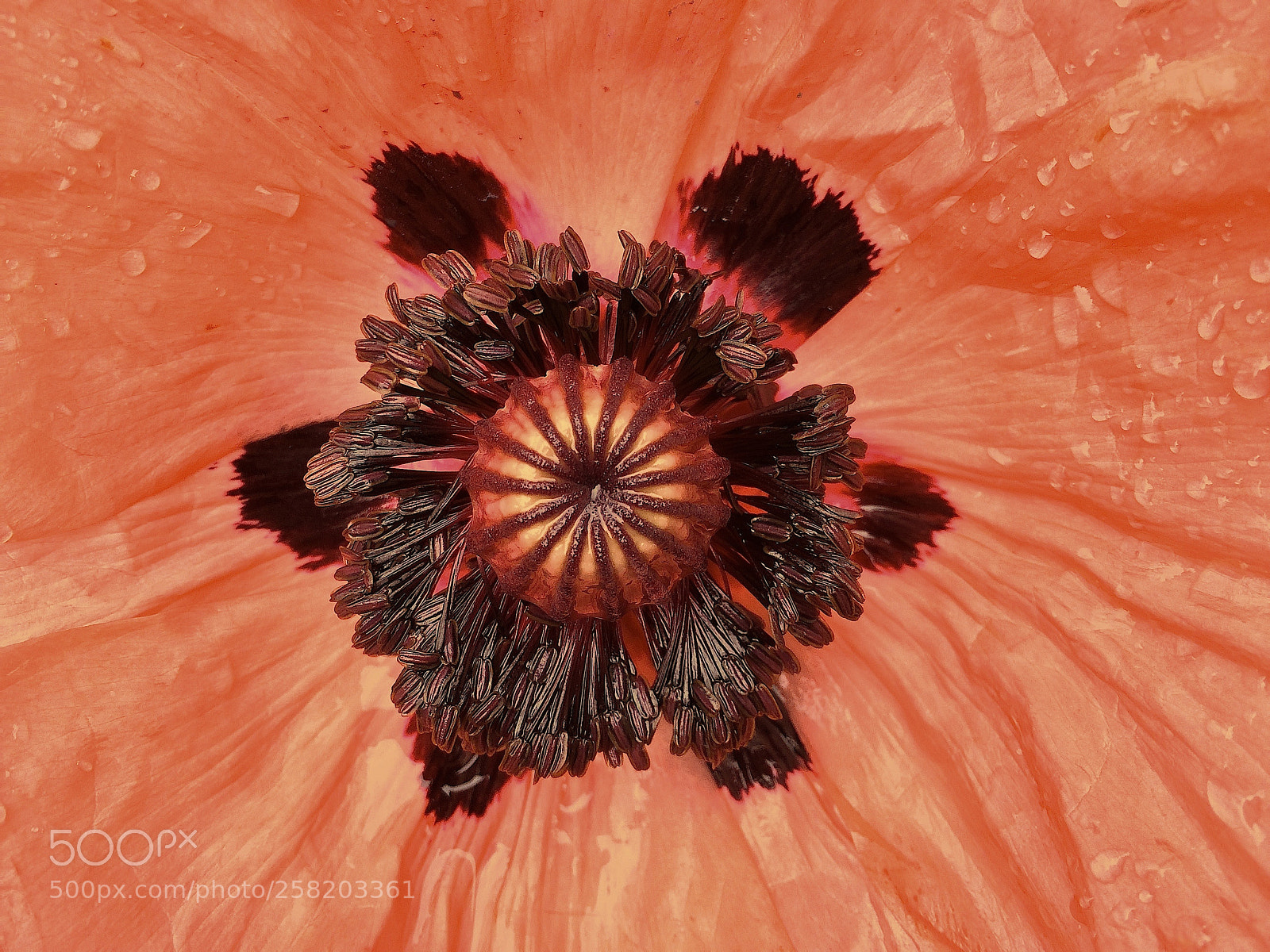 Apple iPhone 5s sample photo. Papaver photography