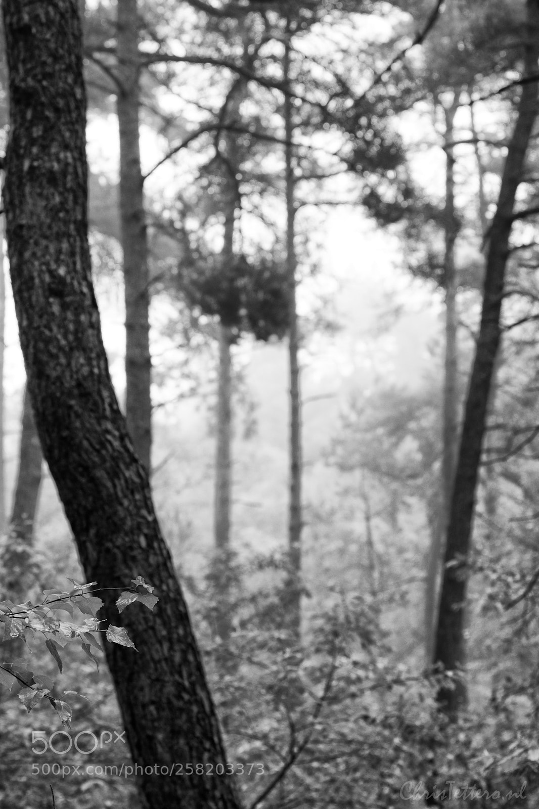 Canon EOS 80D sample photo. Foggy harskamperdennen photography