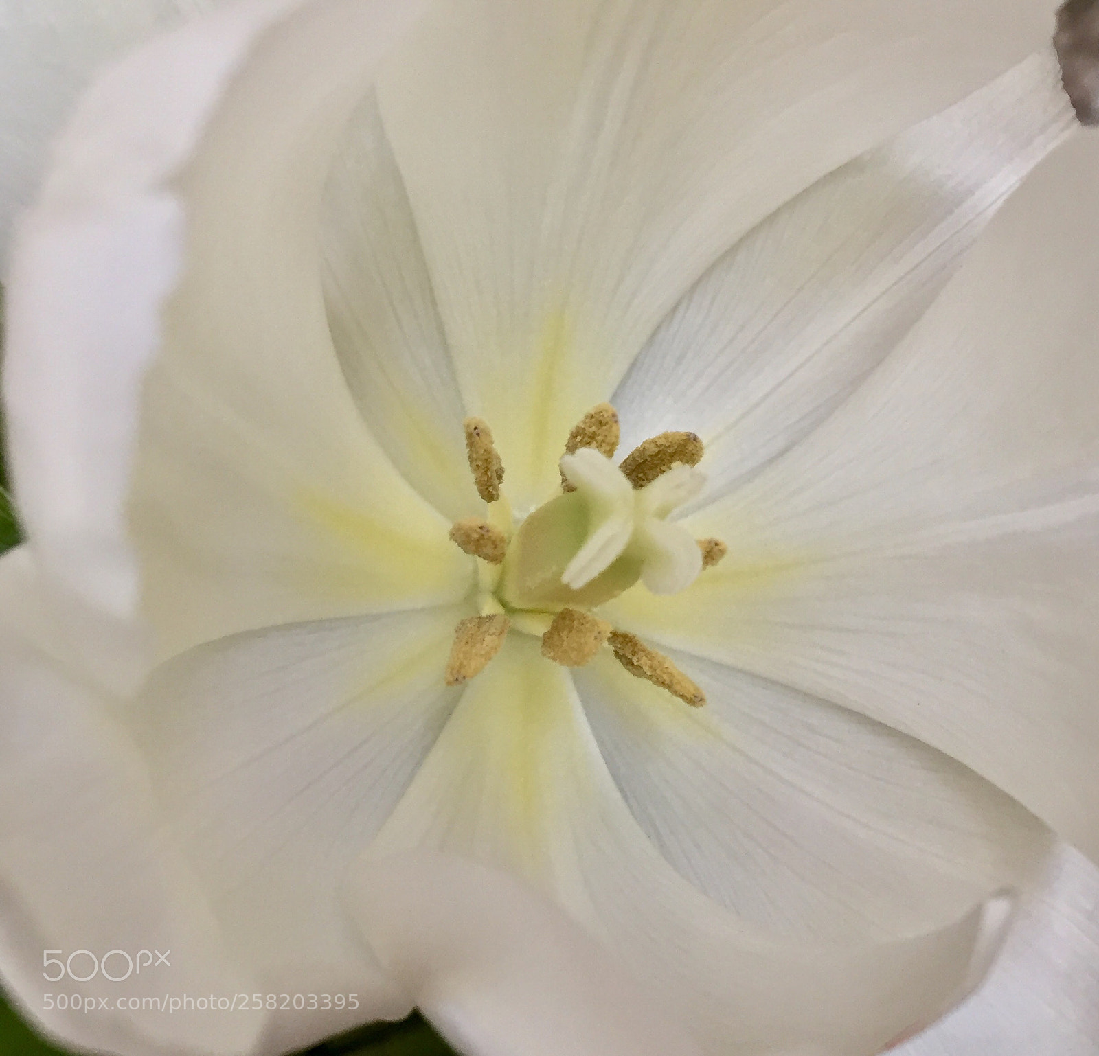 Apple iPhone 6 sample photo. White tulip photography