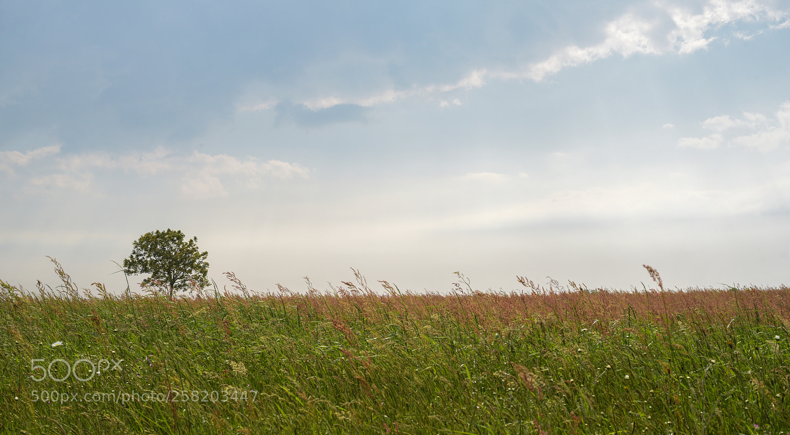Nikon D750 sample photo. Tree and field photography