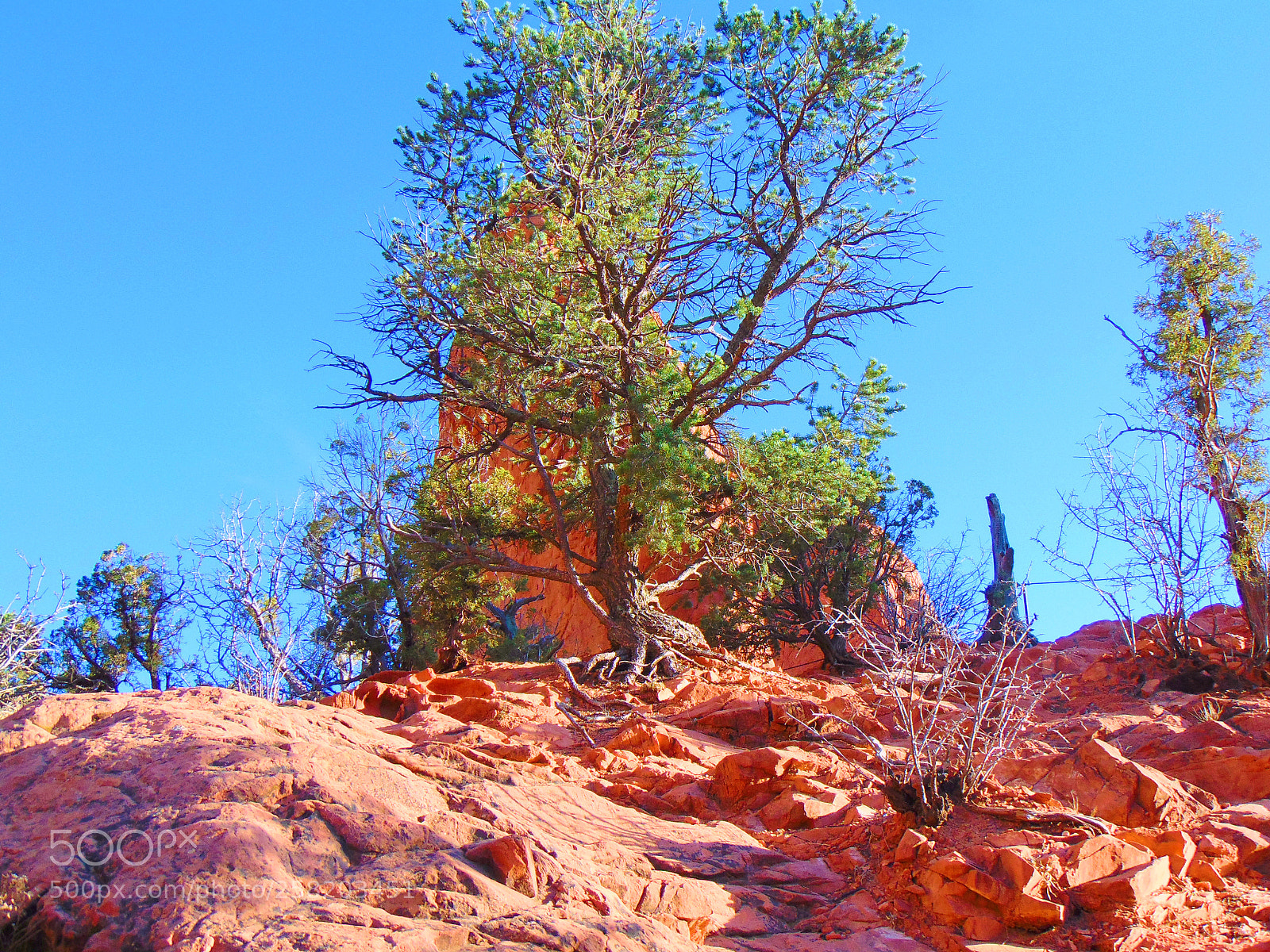 Sony Cyber-shot DSC-H300 sample photo. Lone tree photography
