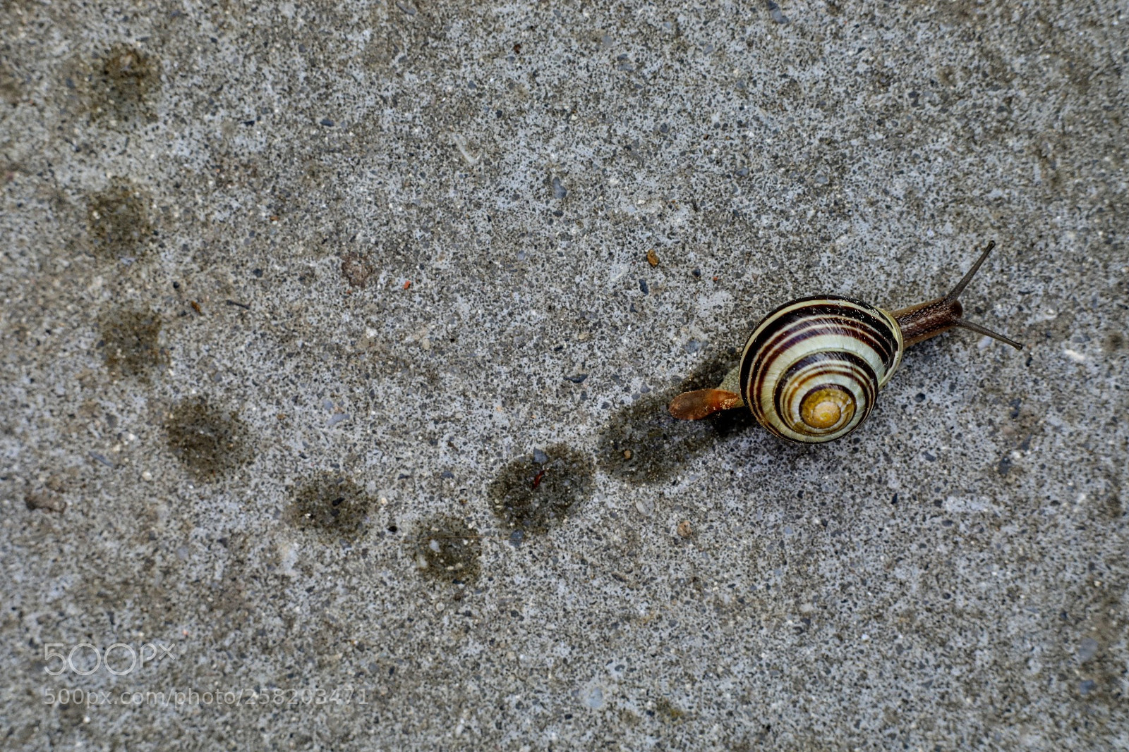 Canon EOS 5D Mark IV sample photo. Snail`s path photography