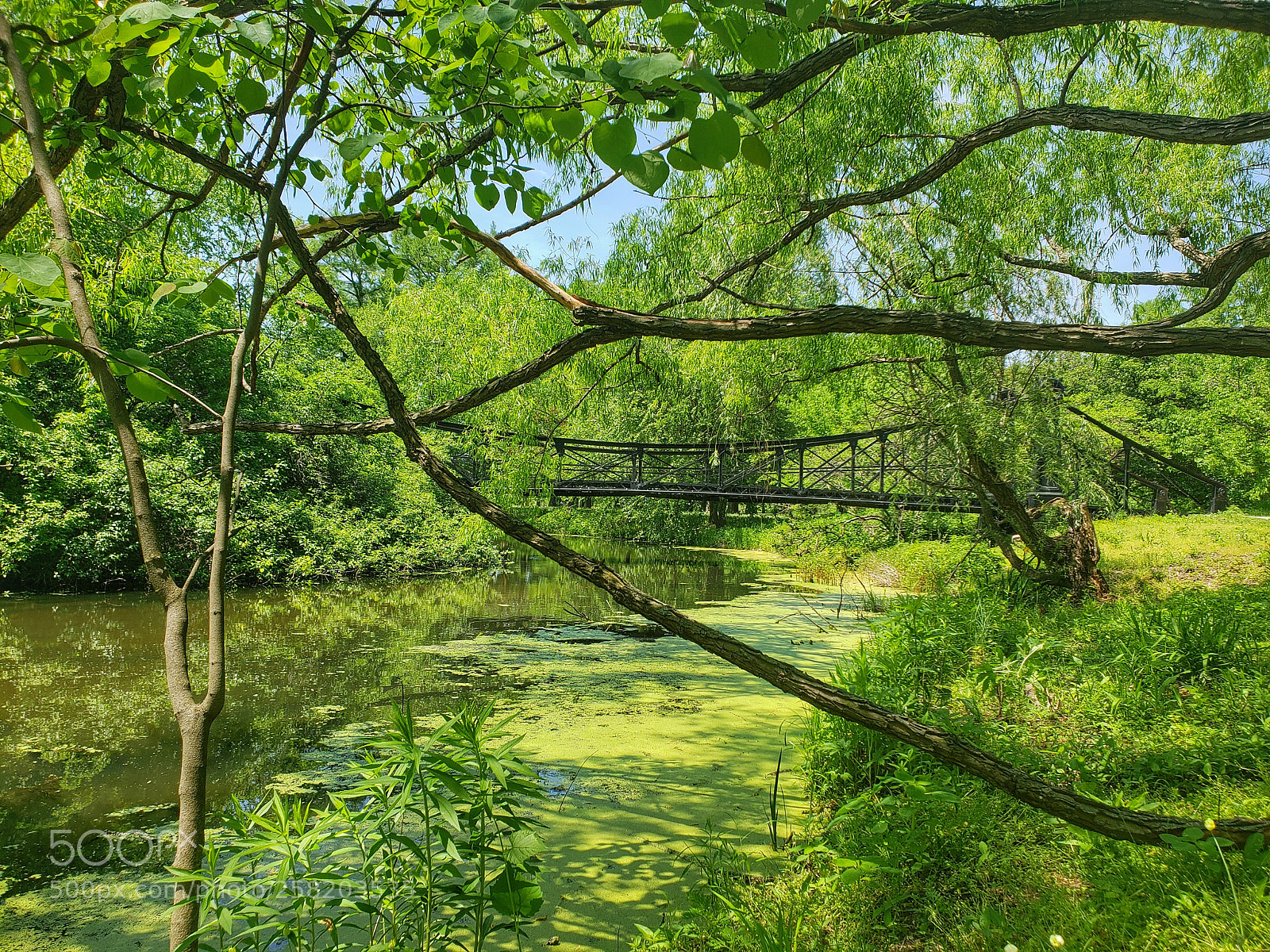 Samsung Galaxy S9 sample photo. Forest park on a photography