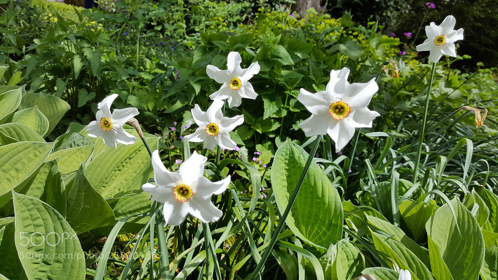 Samsung Galaxy S6 sample photo. Narcissus photography