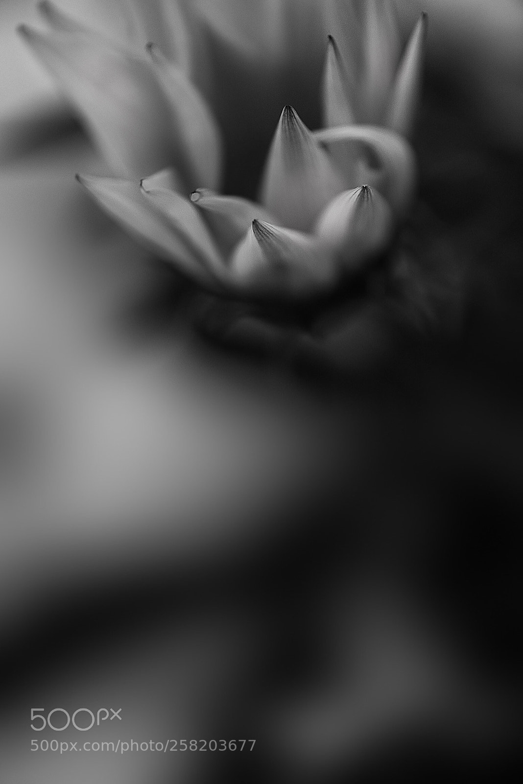 Nikon D810 sample photo. One by one  photography