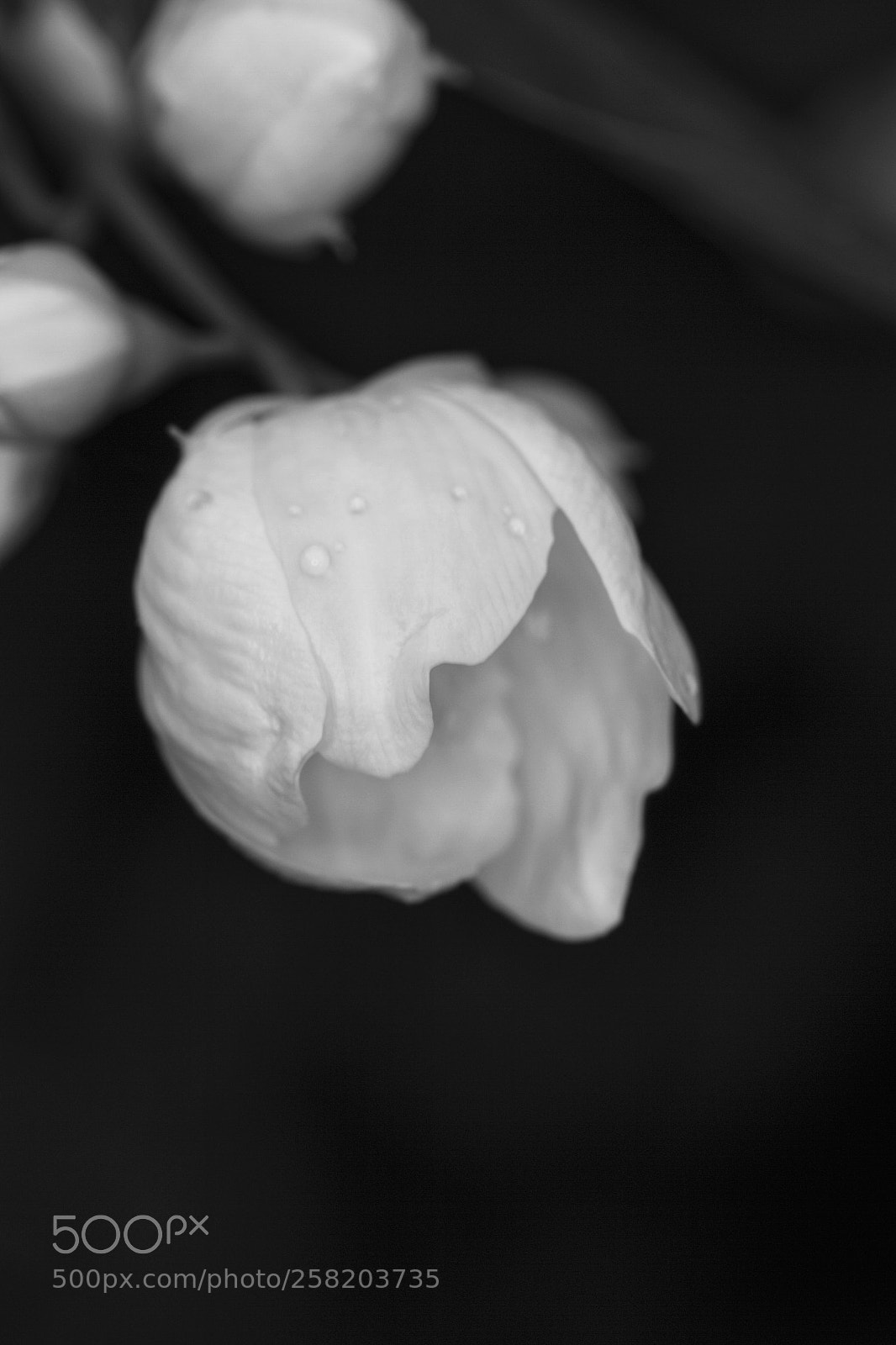 Canon EOS 7D sample photo. Untitled photography