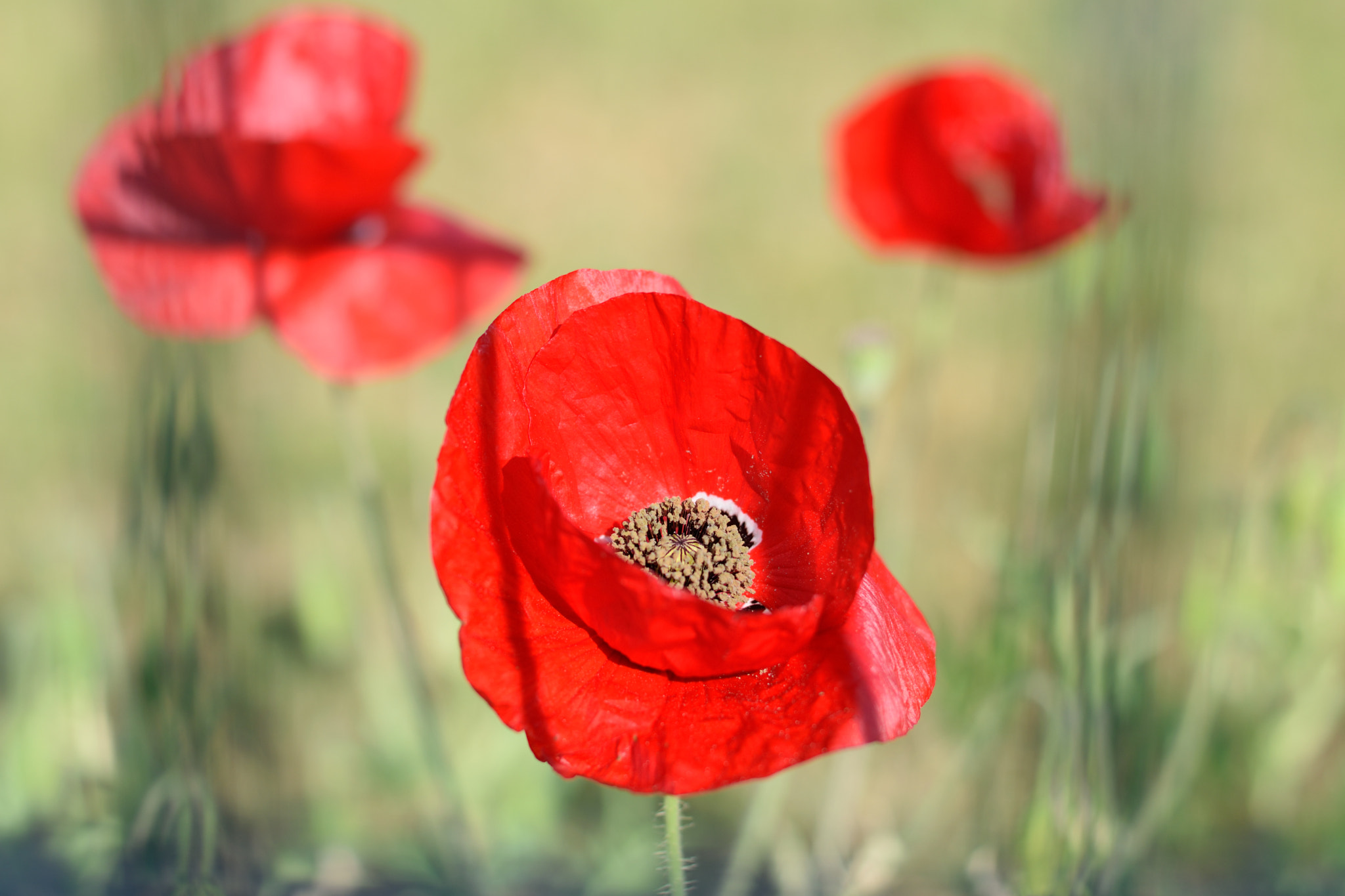 Nikon AF-S Nikkor 50mm F1.8G sample photo. Poppy photography