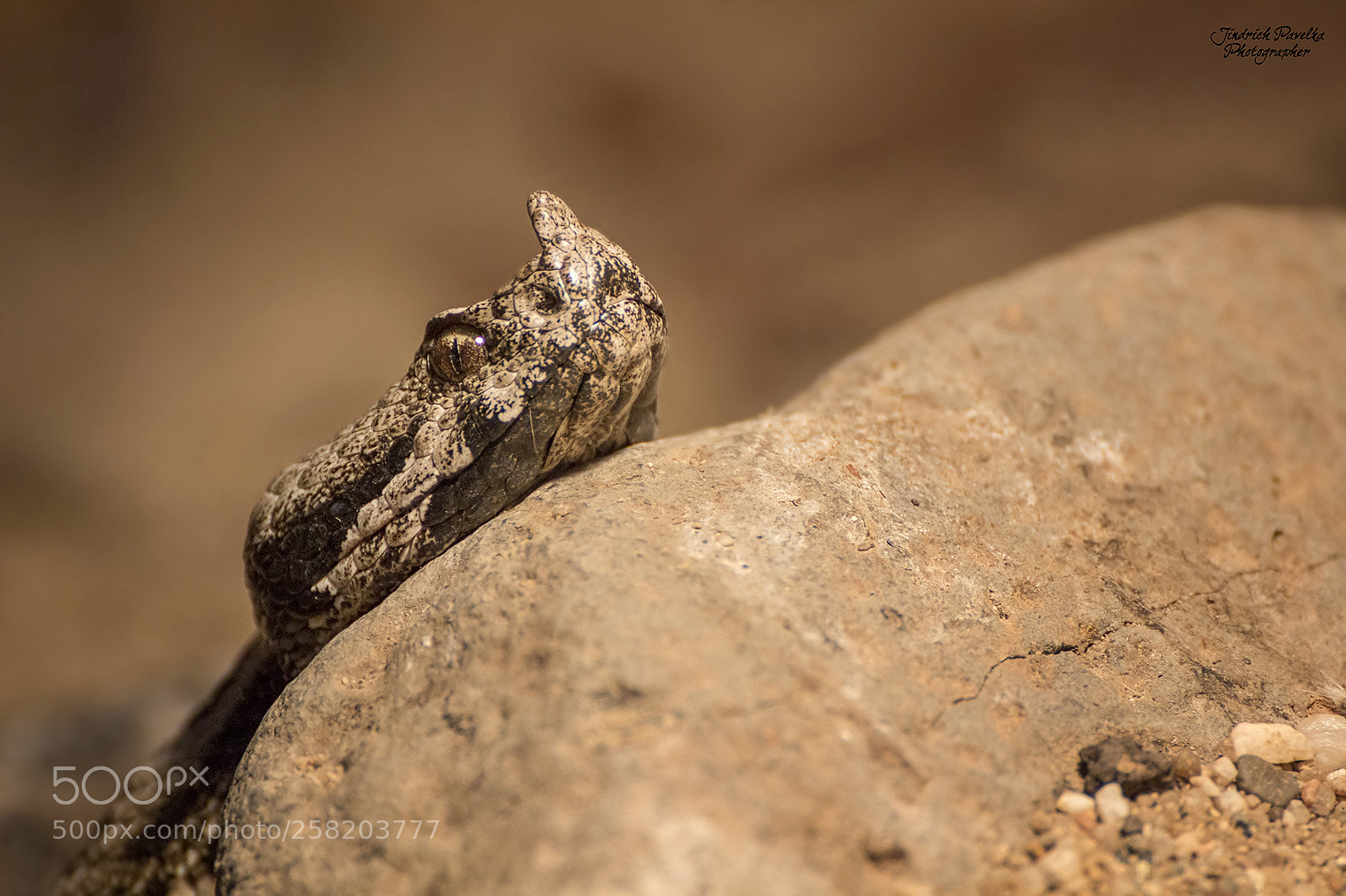 Canon EOS 100D (EOS Rebel SL1 / EOS Kiss X7) sample photo. Nose-horned viper / vipera ammodytes photography
