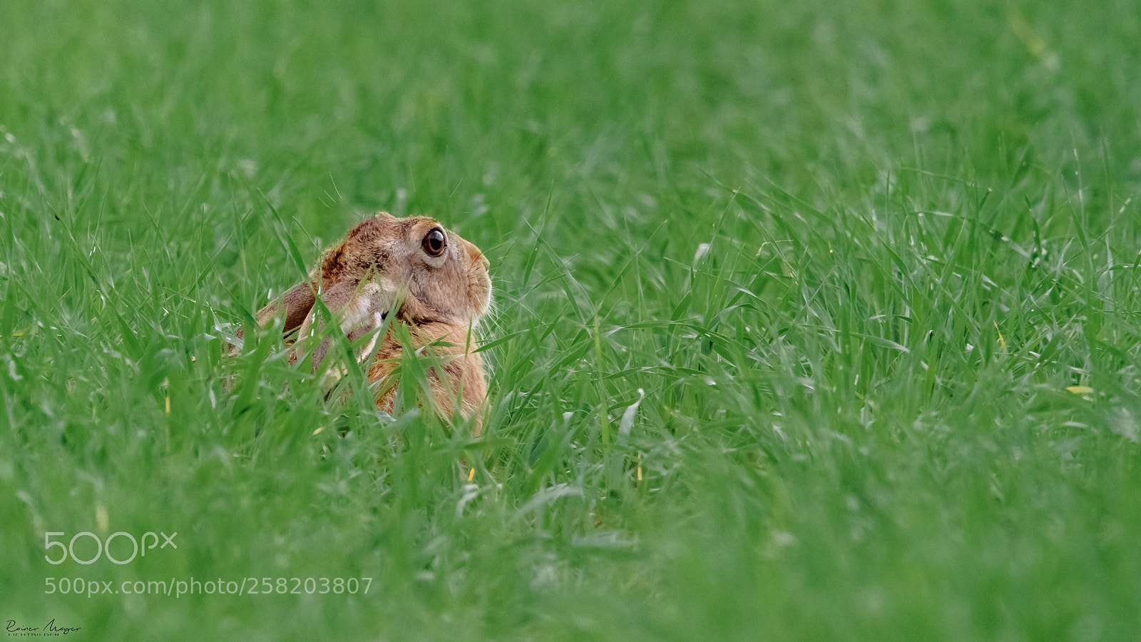 Nikon D500 sample photo. #179 - european hare photography
