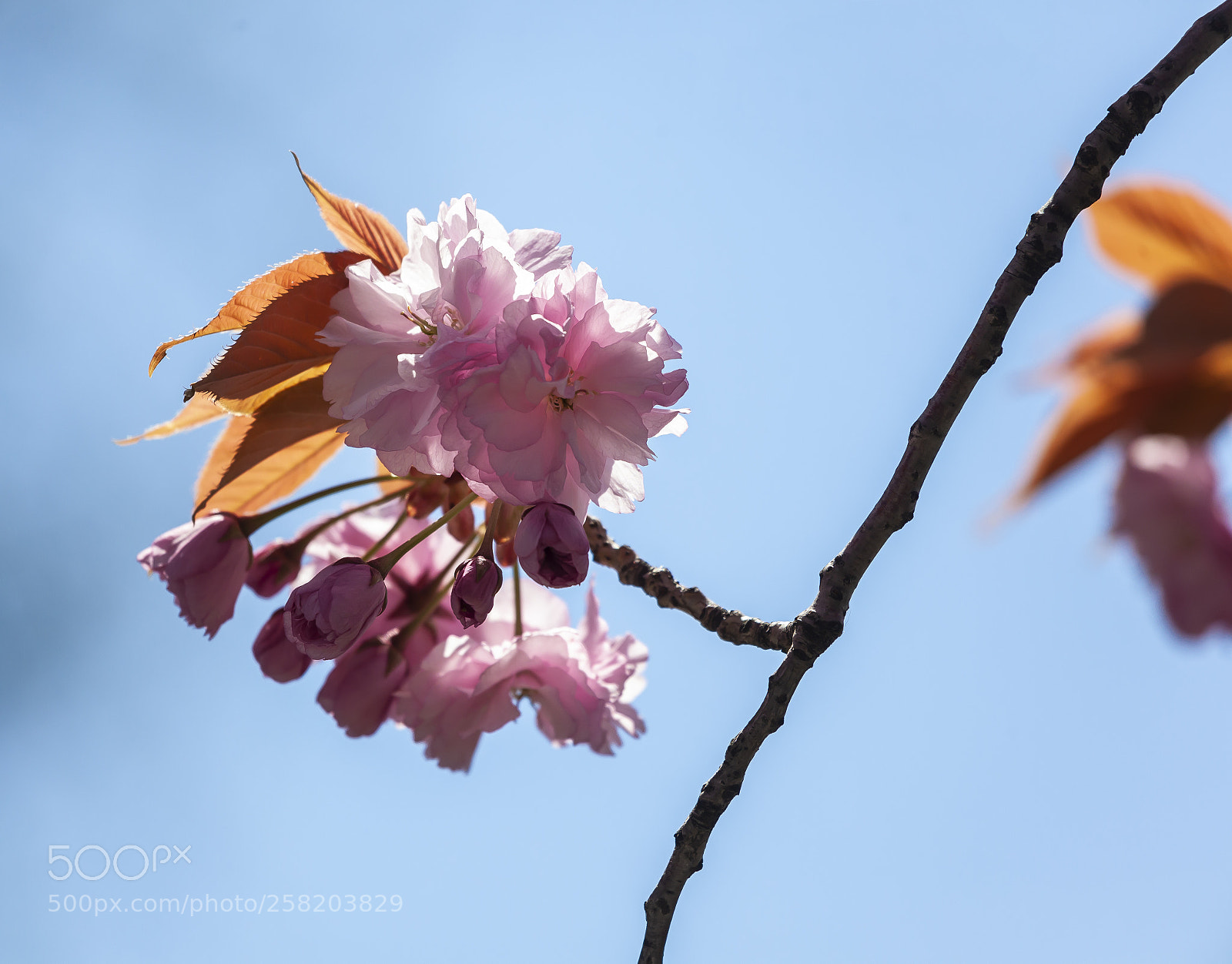 Canon EOS 5D Mark II sample photo. Cherry blossoms photography