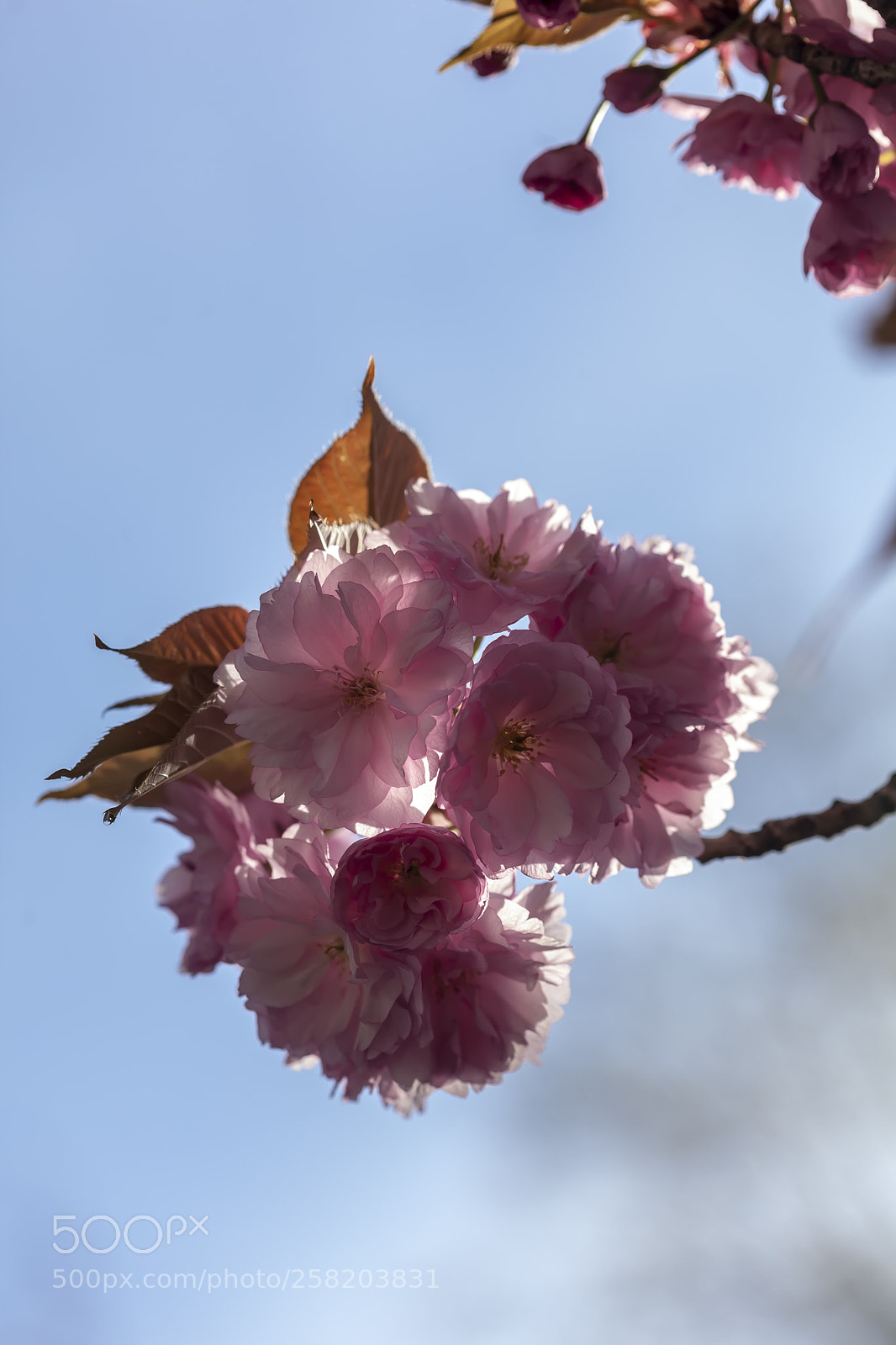Canon EOS 5D Mark II sample photo. Cherry blossoms photography