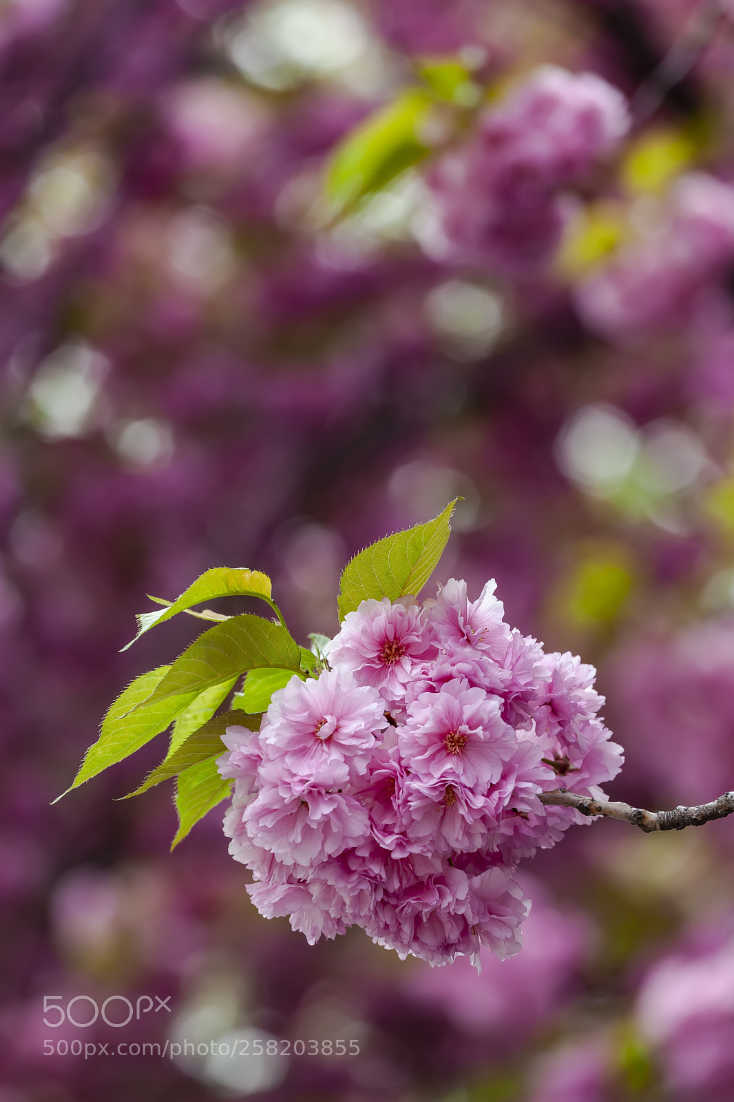 Canon EOS 5D Mark II sample photo. Cherry blossoms photography