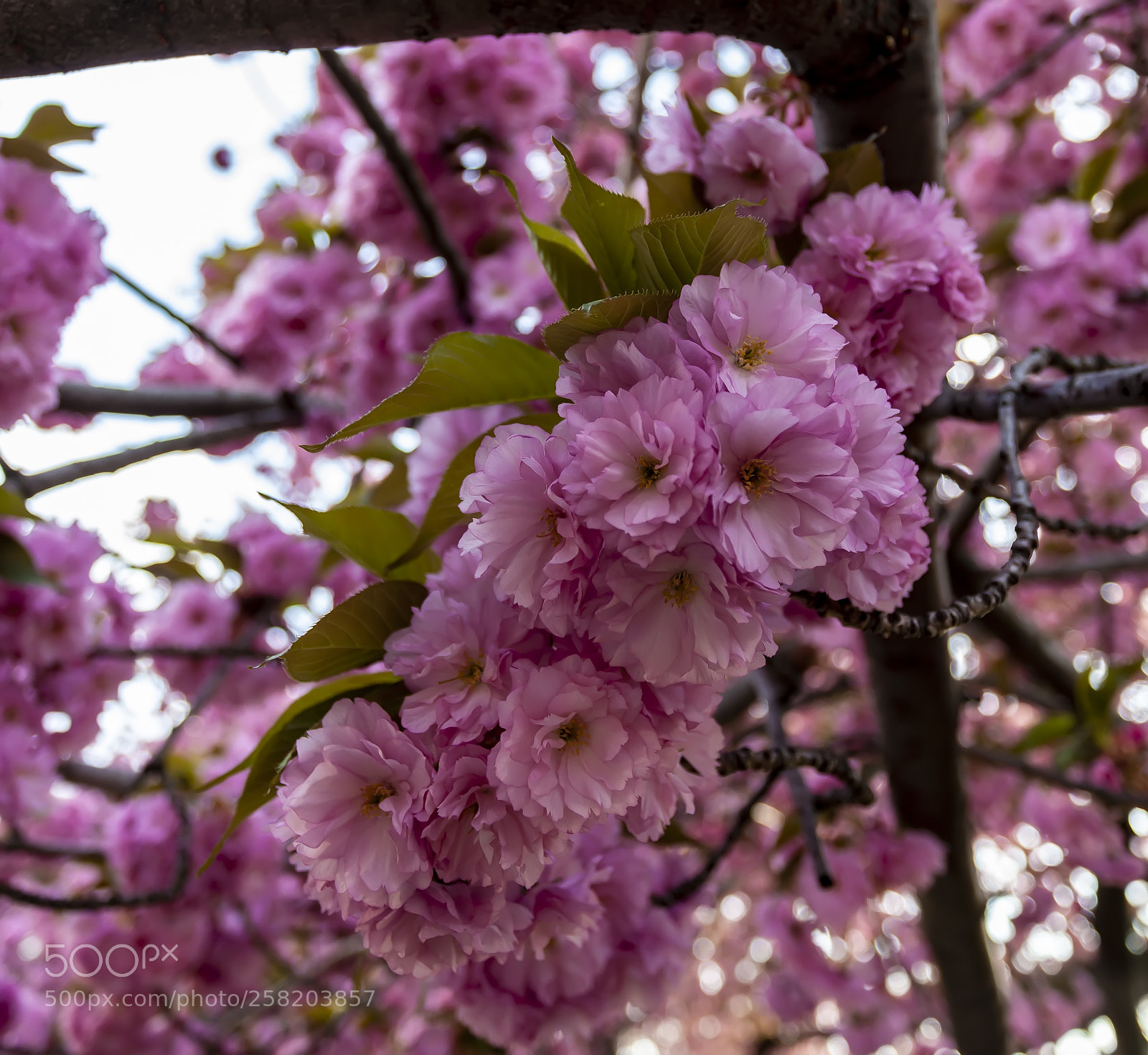 Canon EOS 5D Mark II sample photo. Cherry blossoms photography