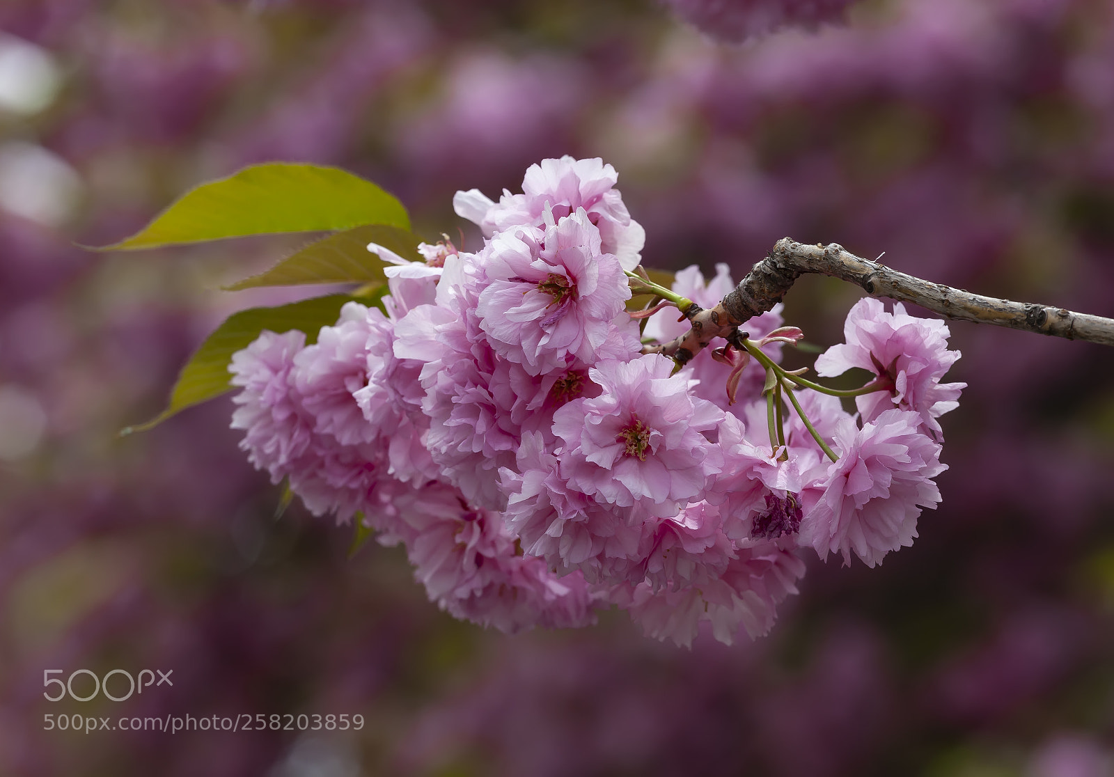 Canon EOS 5D Mark II sample photo. Cherry blossoms photography