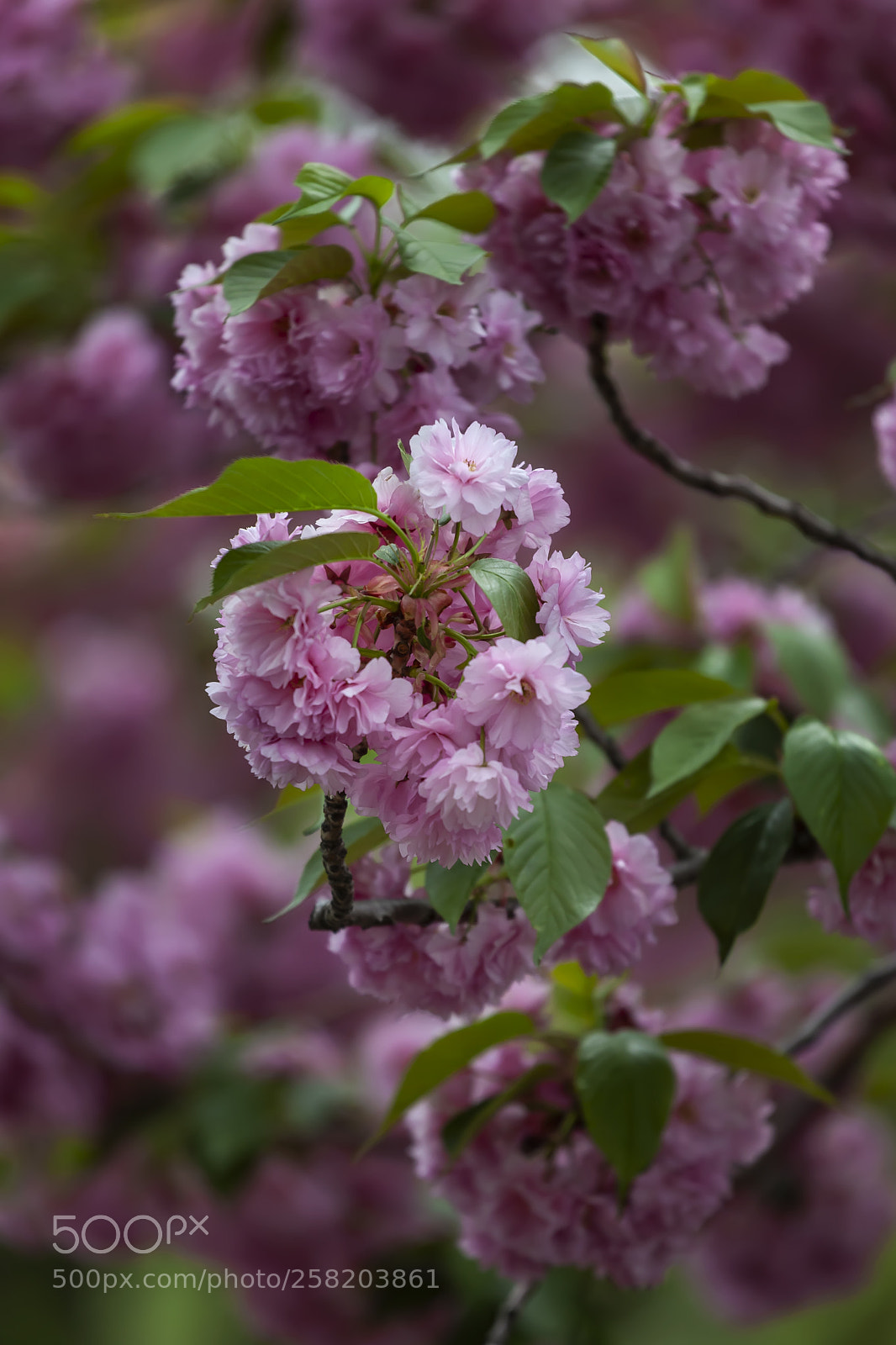 Canon EOS 5D Mark II sample photo. Cherry blossoms photography
