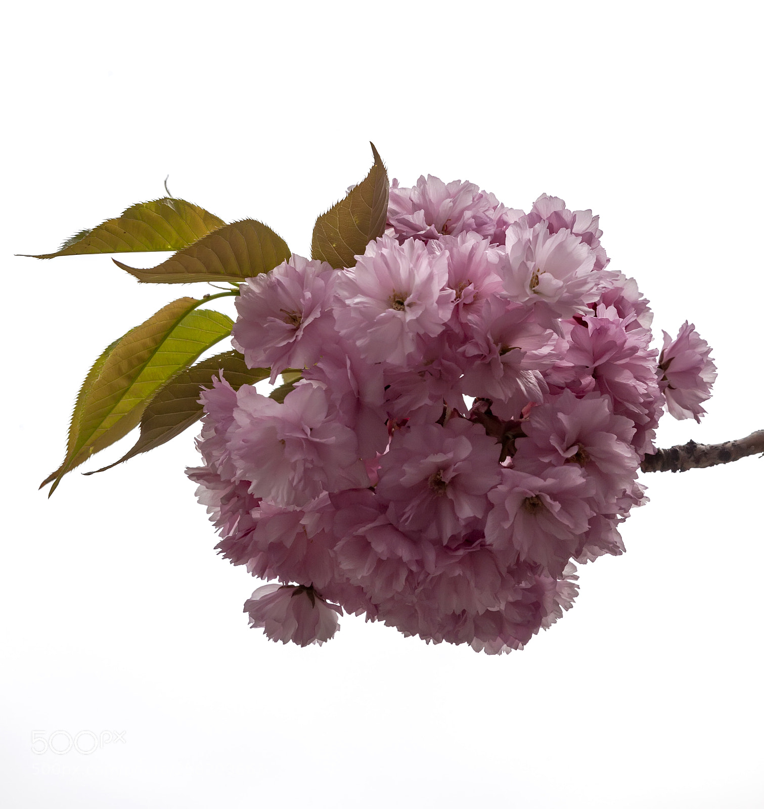 Canon EOS 5D Mark II sample photo. Cherry blossoms photography