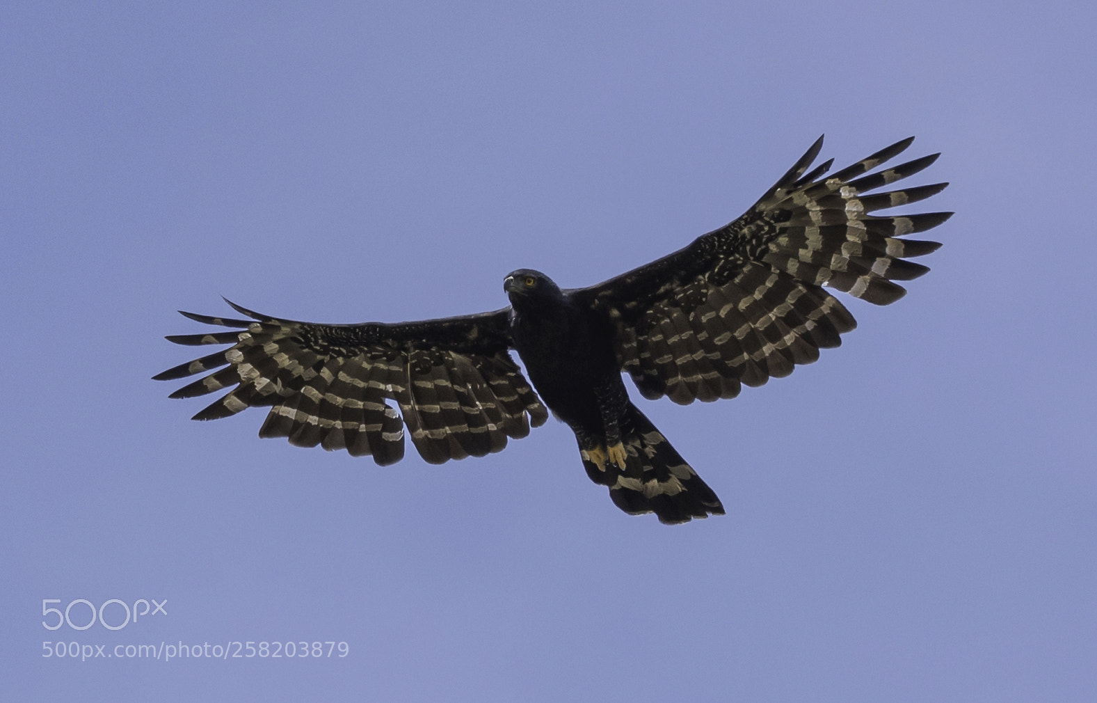 Nikon D750 sample photo. Black hawk eagle photography