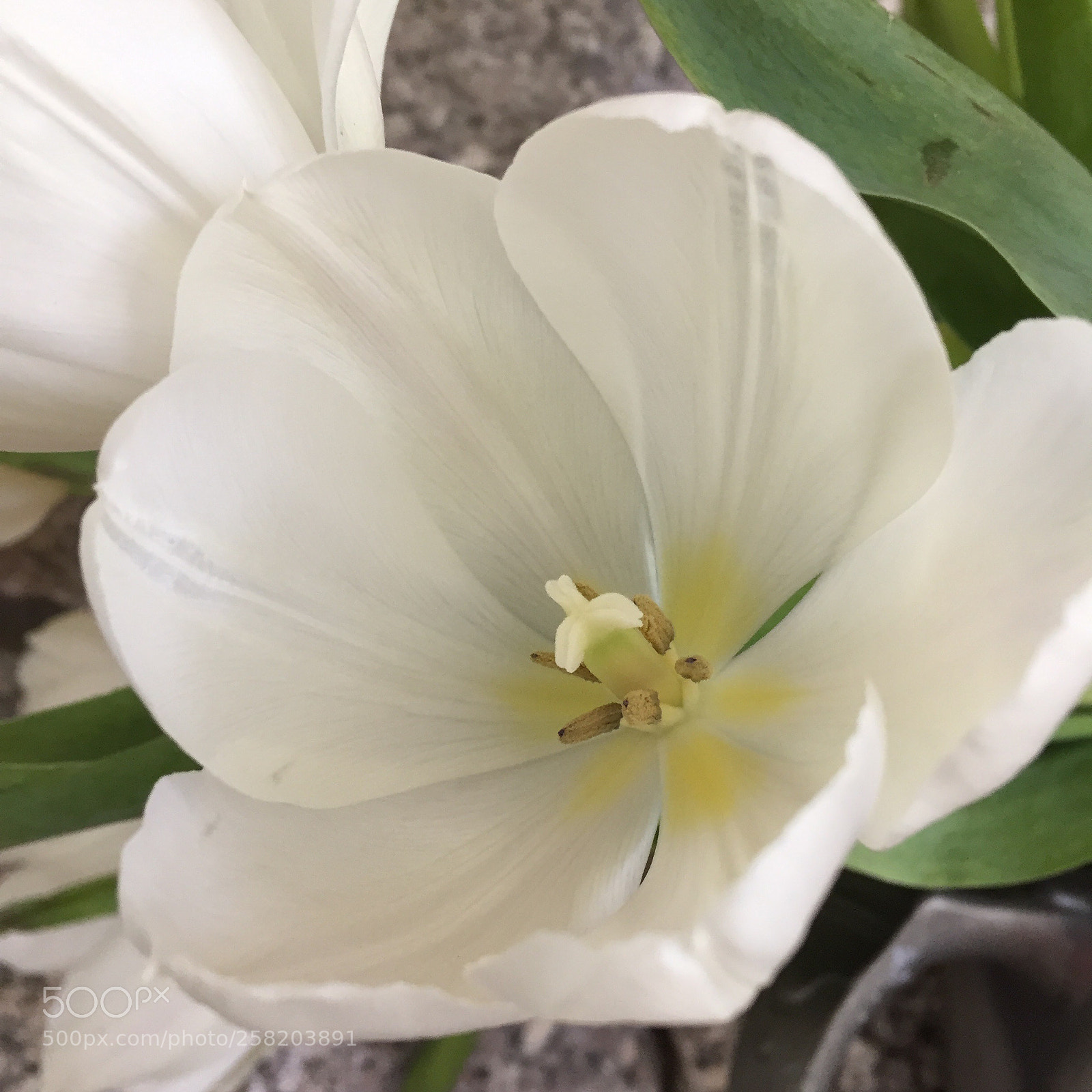 Apple iPhone 6 sample photo. Tulip photography
