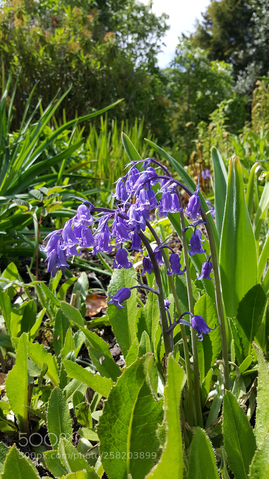 Samsung Galaxy S6 sample photo. Bluebell photography