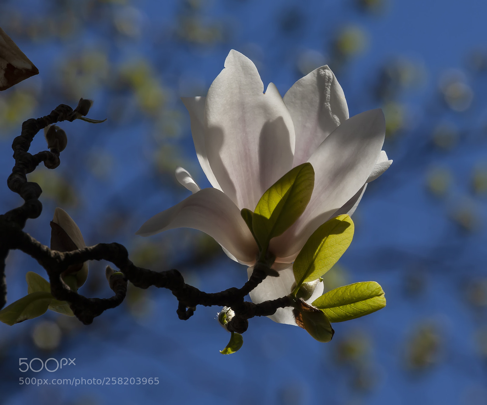 Canon EOS 5D Mark II sample photo. White magnolia photography