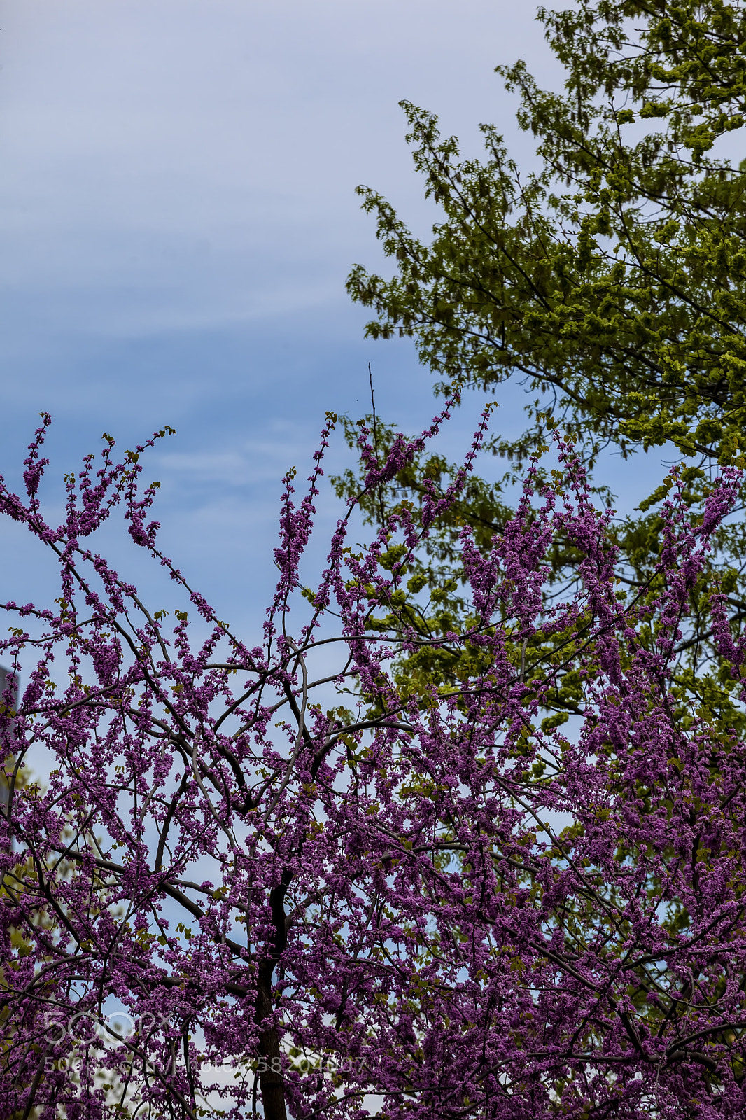 Canon EOS 5D Mark II sample photo. Spring trees photography