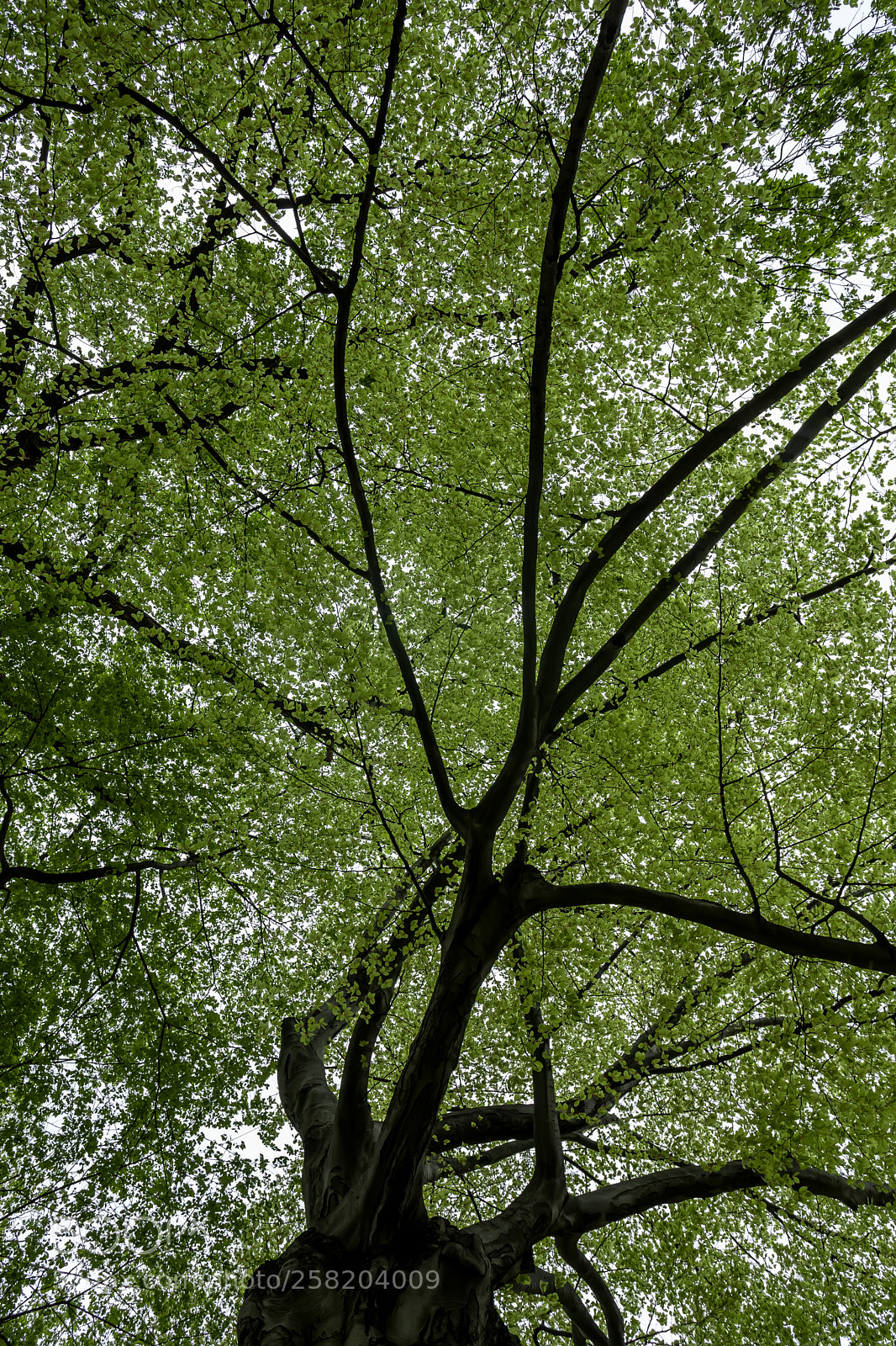Canon EOS 5D Mark II sample photo. Leaf canopy photography