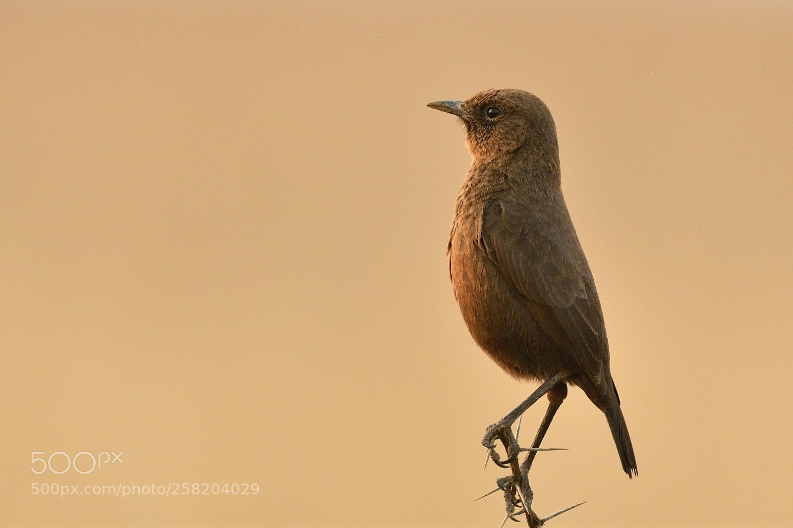 Nikon D500 sample photo. Ant eating chat photography