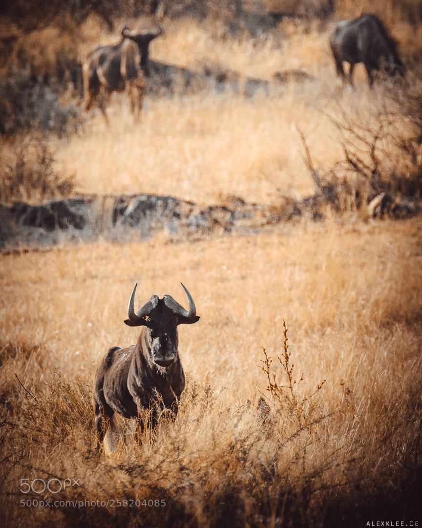 Canon EOS 7D Mark II sample photo. The blue wildebeest (gnu) photography