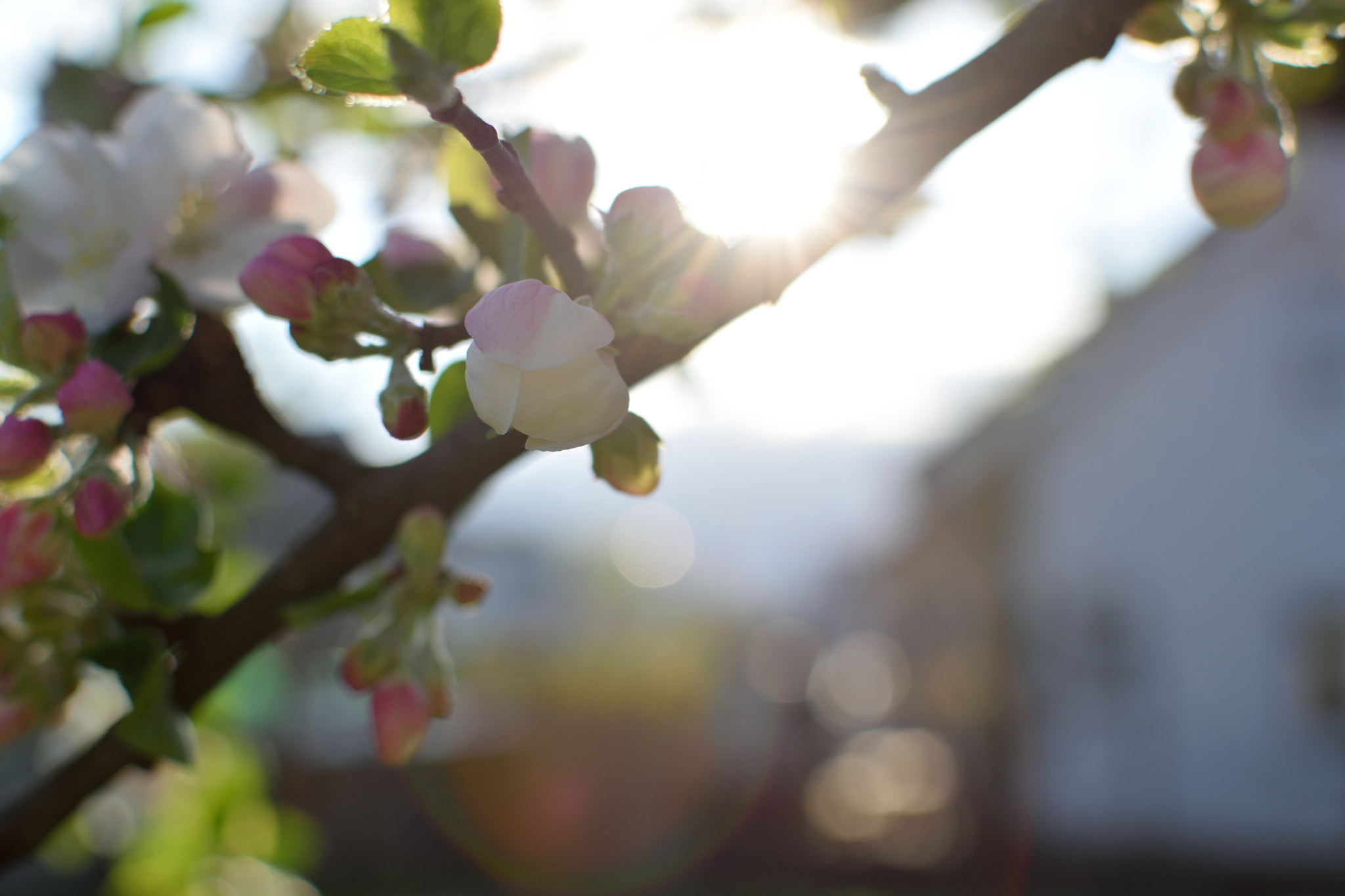 Nikon D5300 + Nikon AF-S DX Nikkor 35mm F1.8G sample photo. Springtime i photography