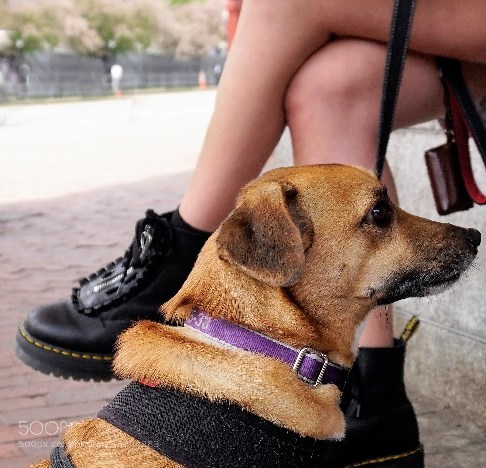Sony a6500 sample photo. Dog on the look photography