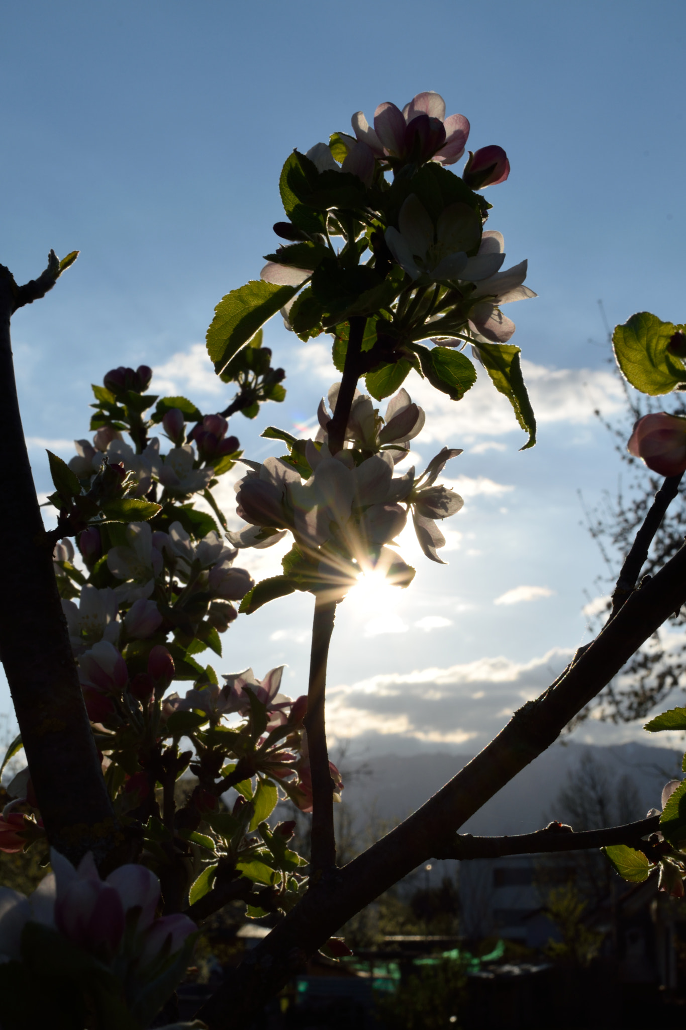 Nikon D5300 + Nikon AF-S DX Nikkor 35mm F1.8G sample photo. Springtime ii photography