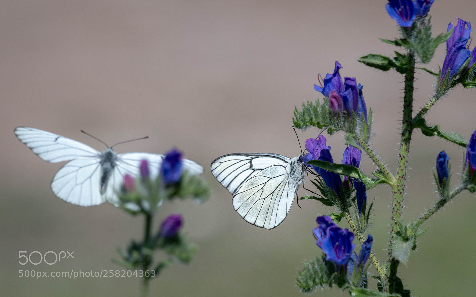 Nikon D500 sample photo. Courtship photography