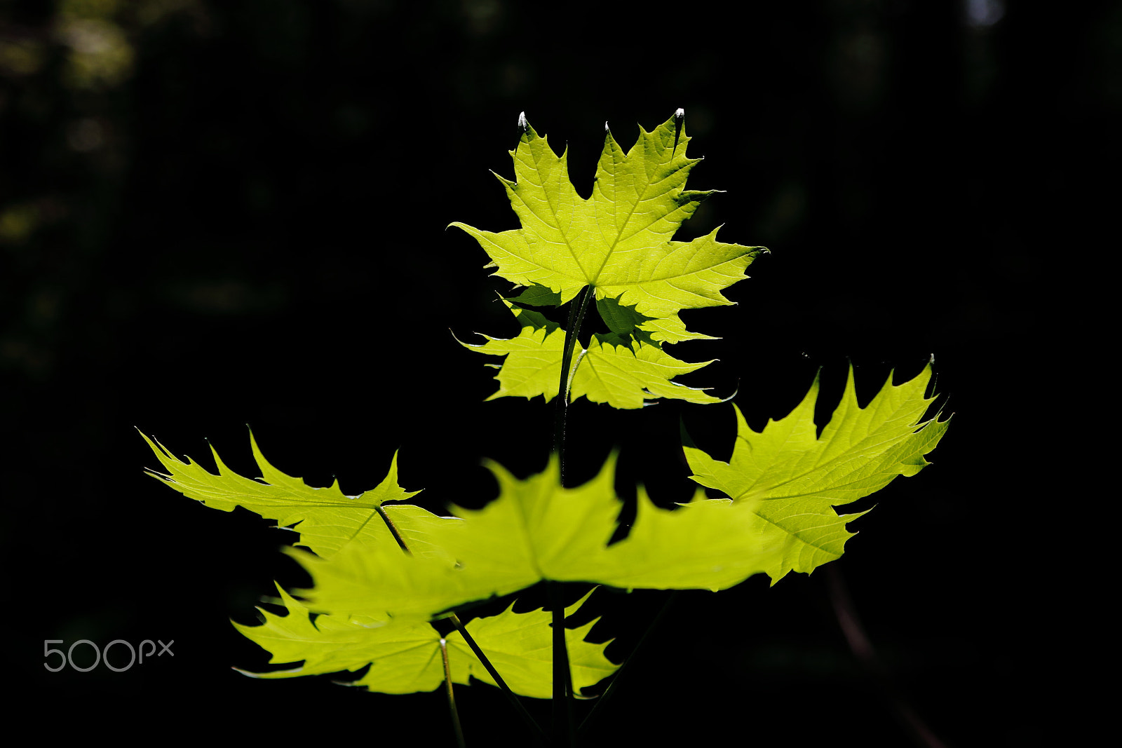 Canon EF 24-70mm F2.8L USM sample photo. Young maple photography