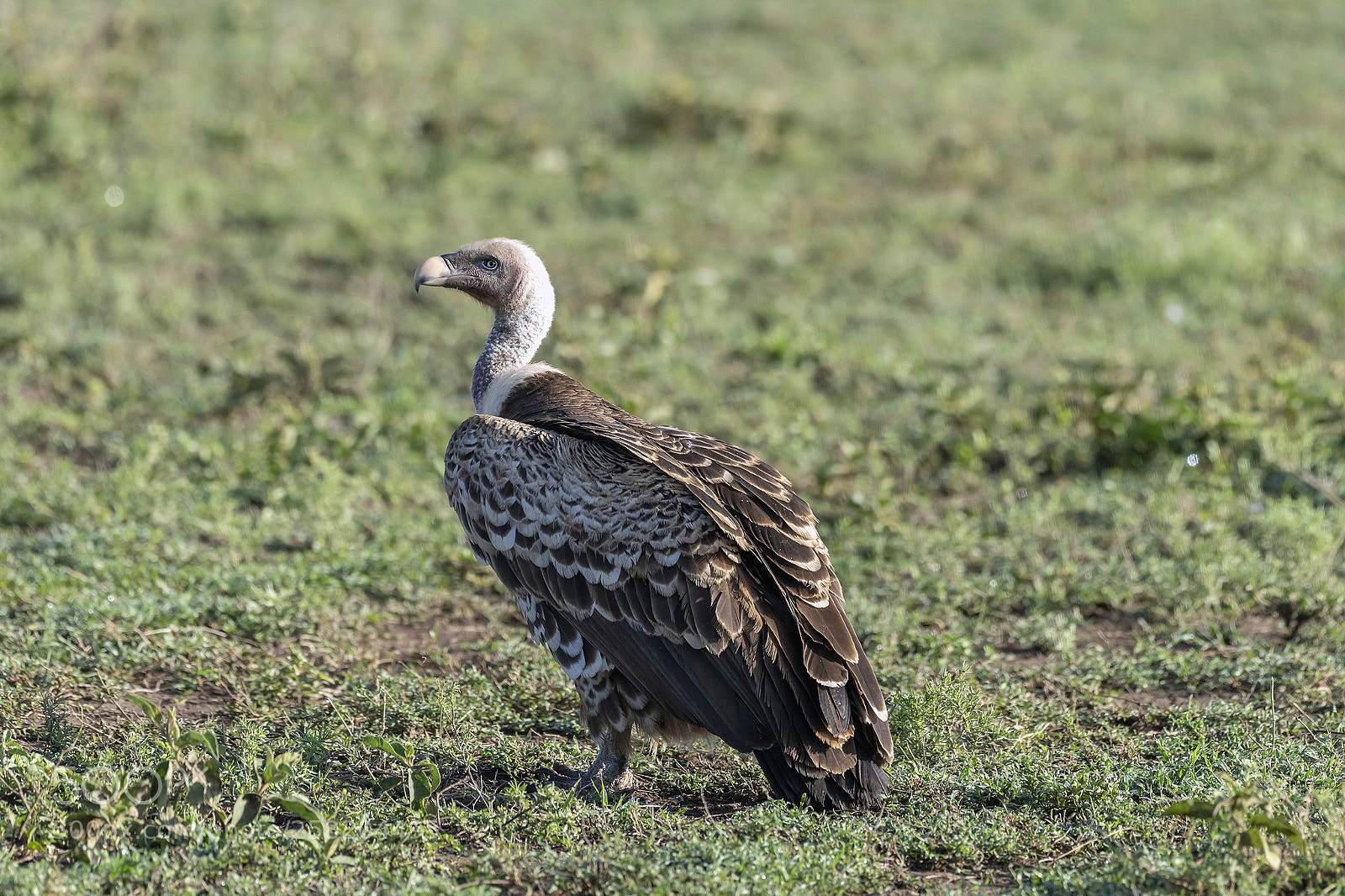 Nikon D810 sample photo. Ruppell's griffon vulture photography