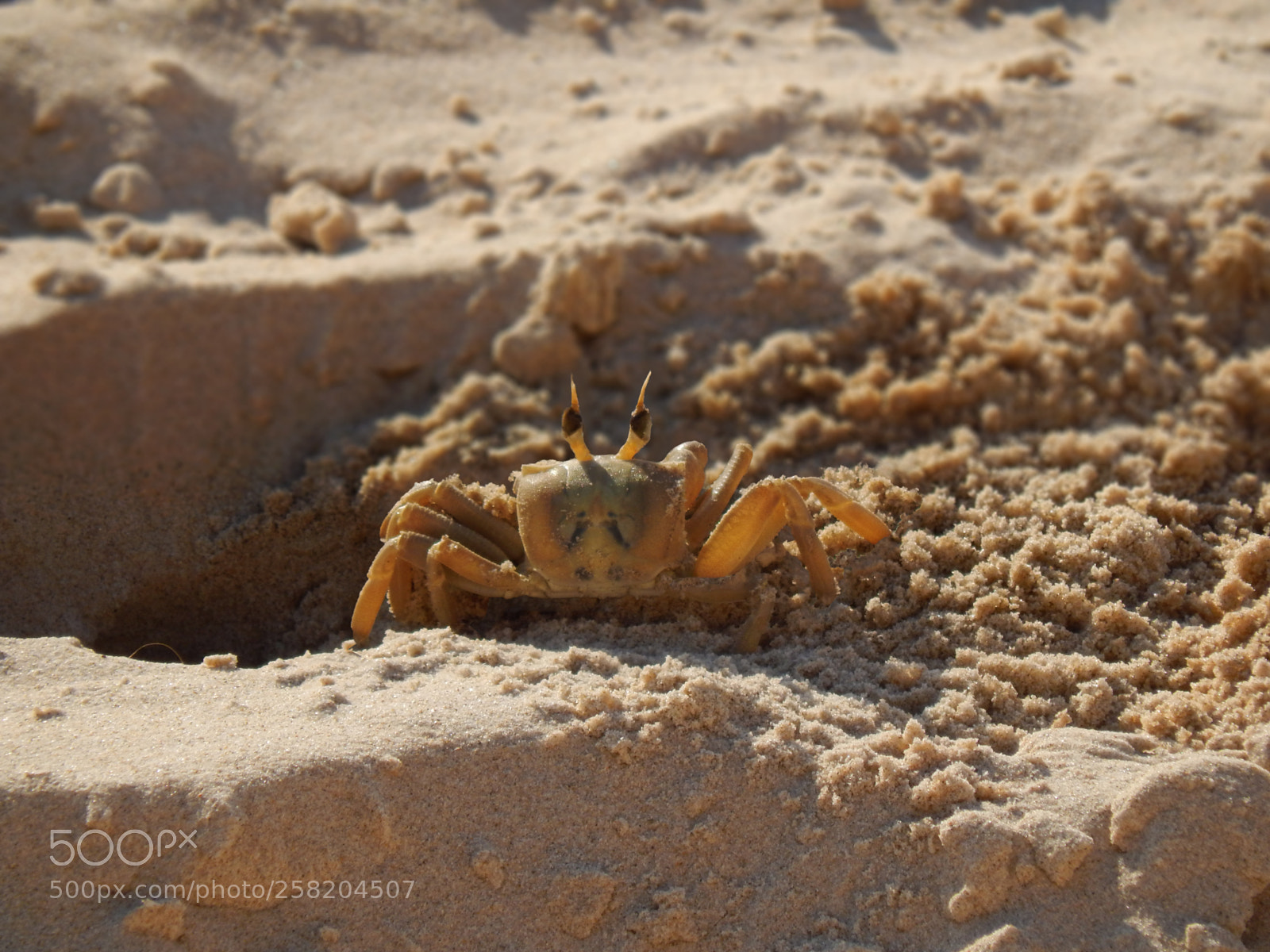 Nikon Coolpix L820 sample photo. Crab photography