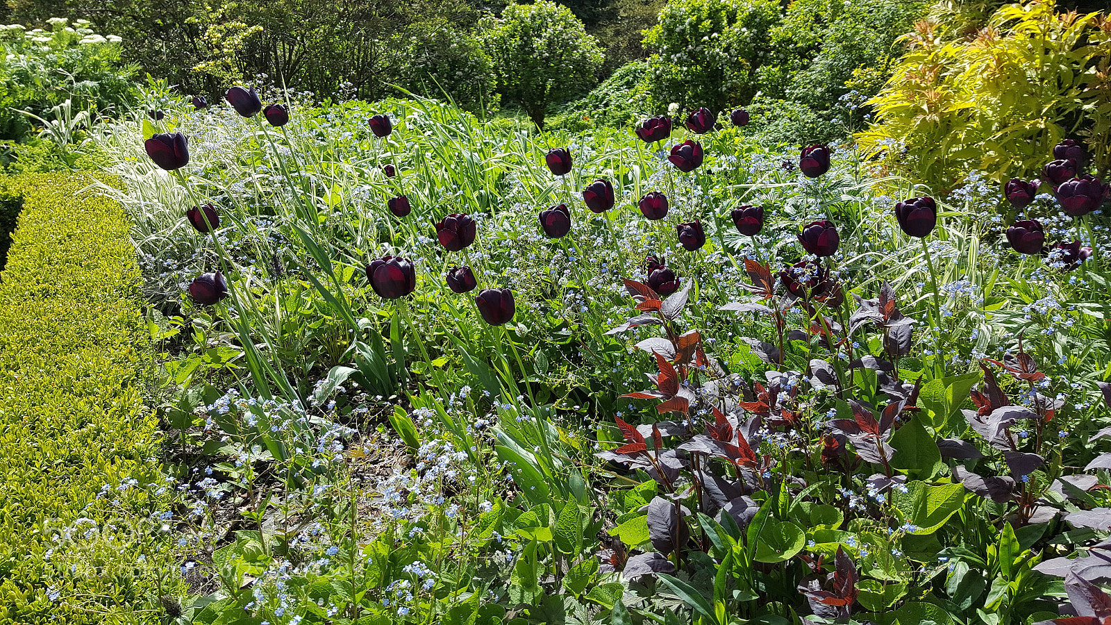 Samsung Galaxy S6 sample photo. Almost black tulips photography