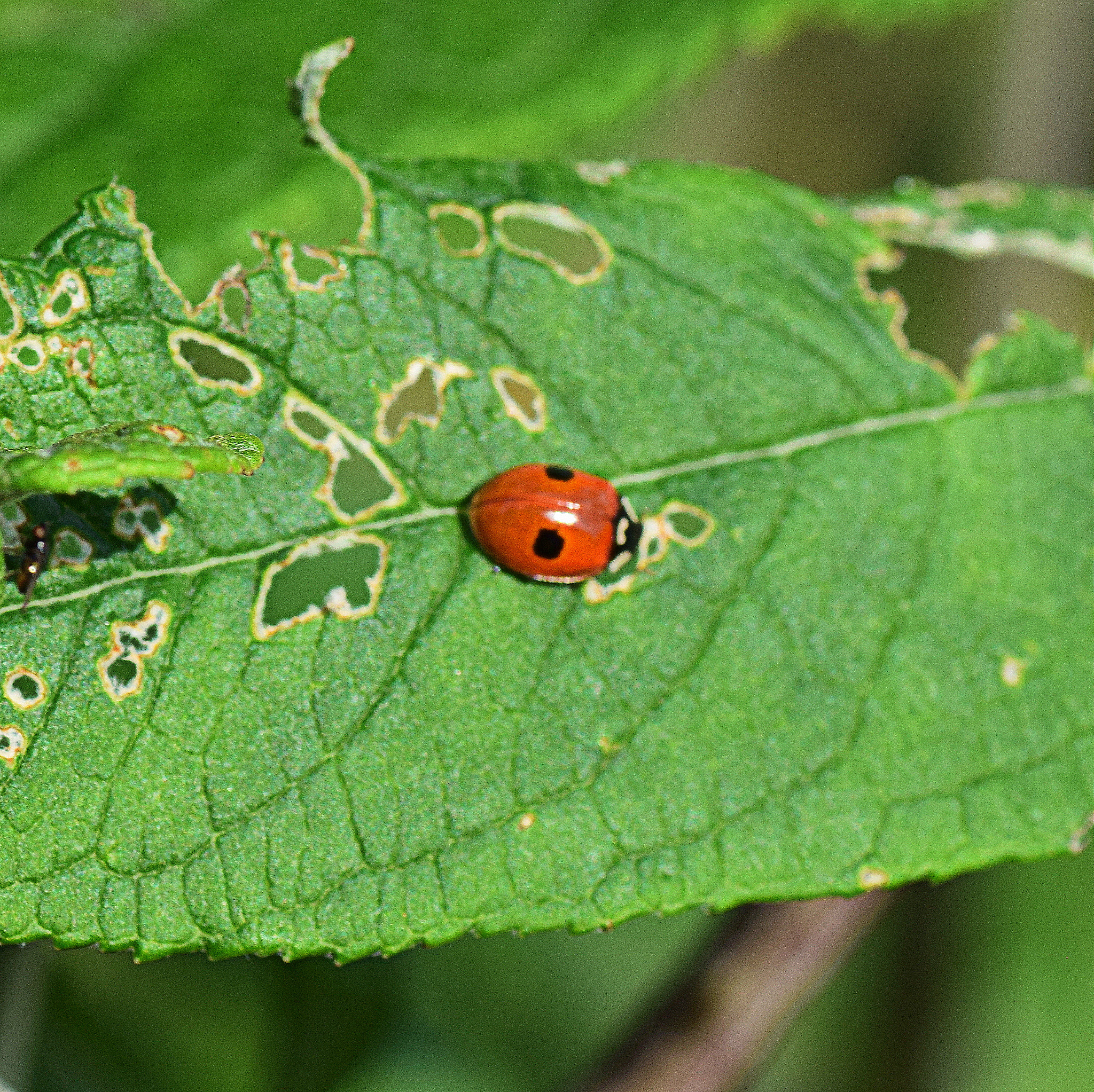 Nikon D5300 sample photo. Dsc photography