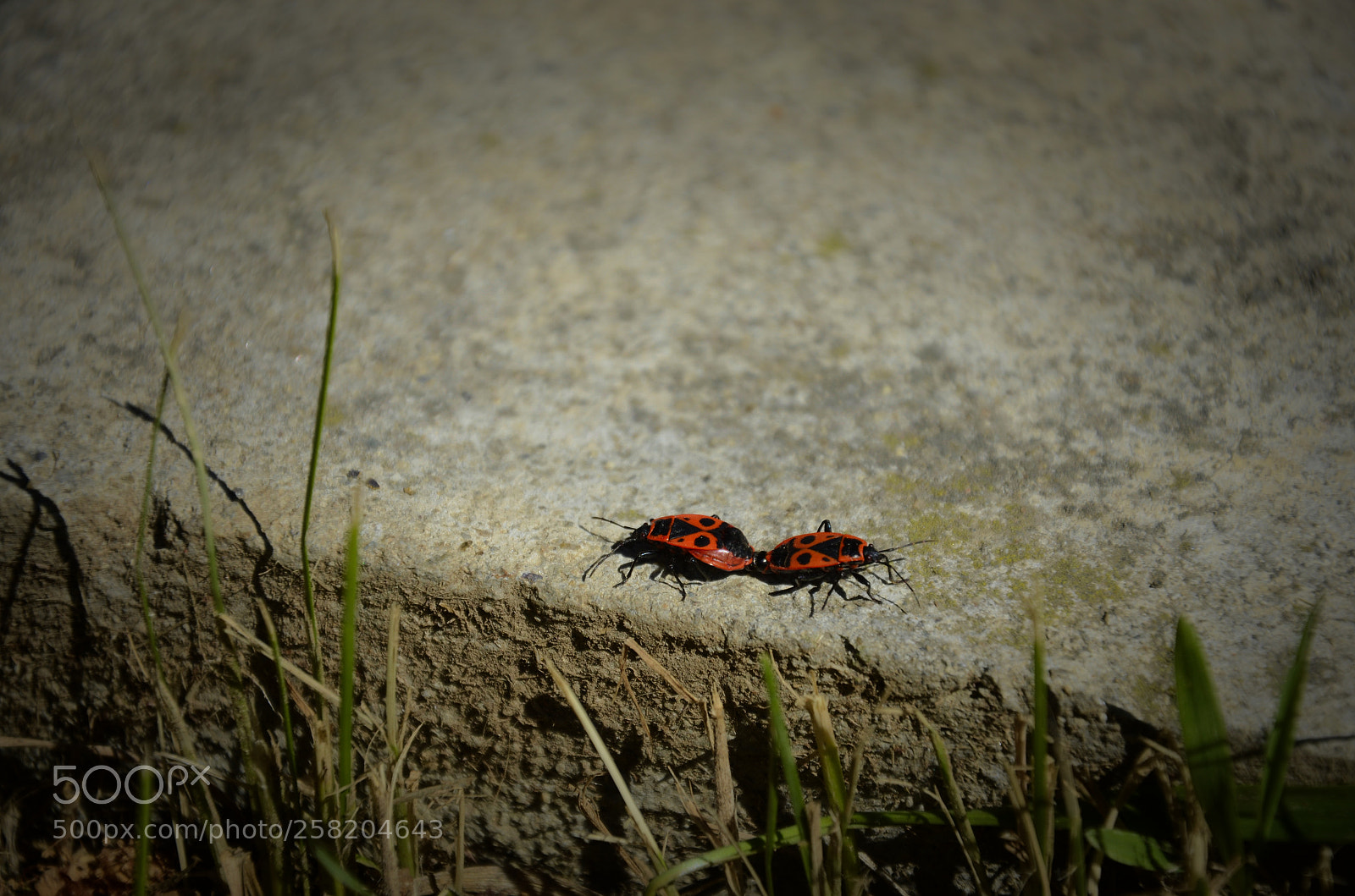 Nikon D7000 sample photo. Two bugs photography