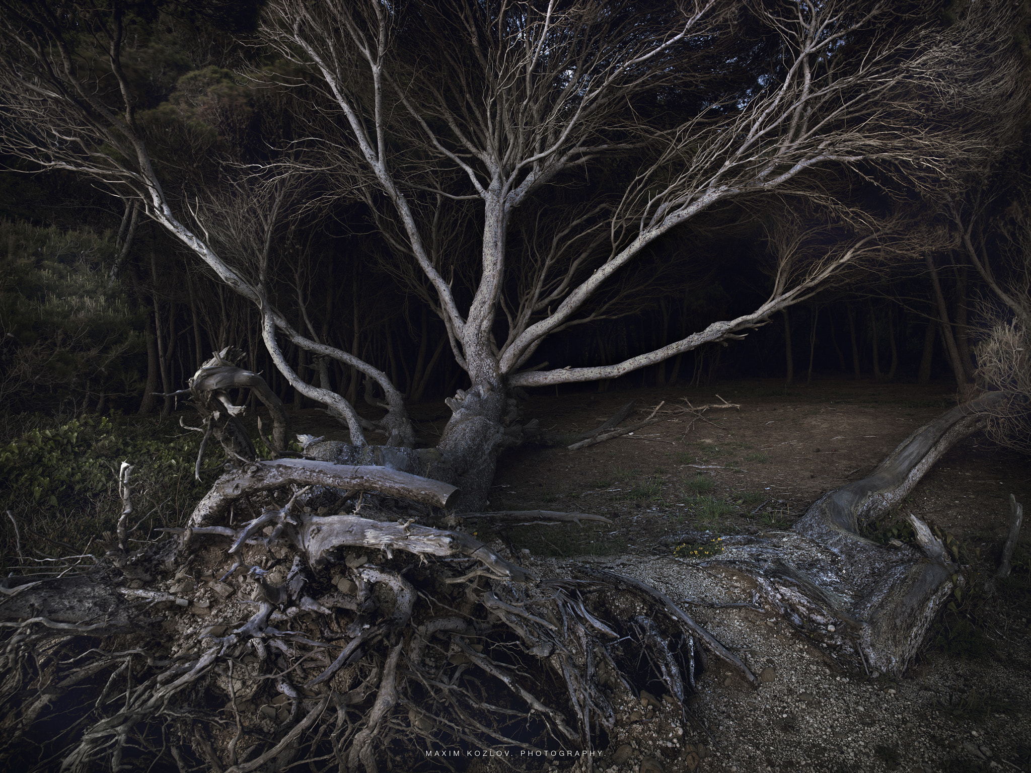 Hasselblad H6D-100C sample photo. Tree. photography