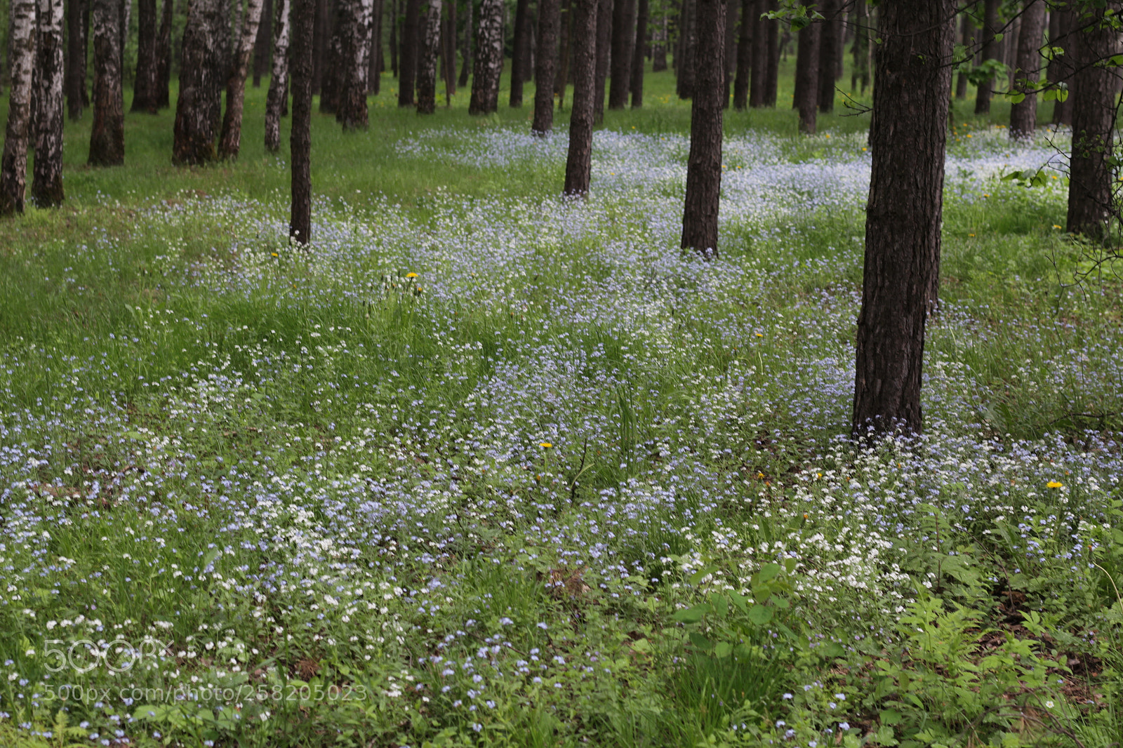 Canon EOS 1200D (EOS Rebel T5 / EOS Kiss X70 / EOS Hi) + Canon EF 50mm F1.8 STM sample photo. Blue flowers blossomed in photography