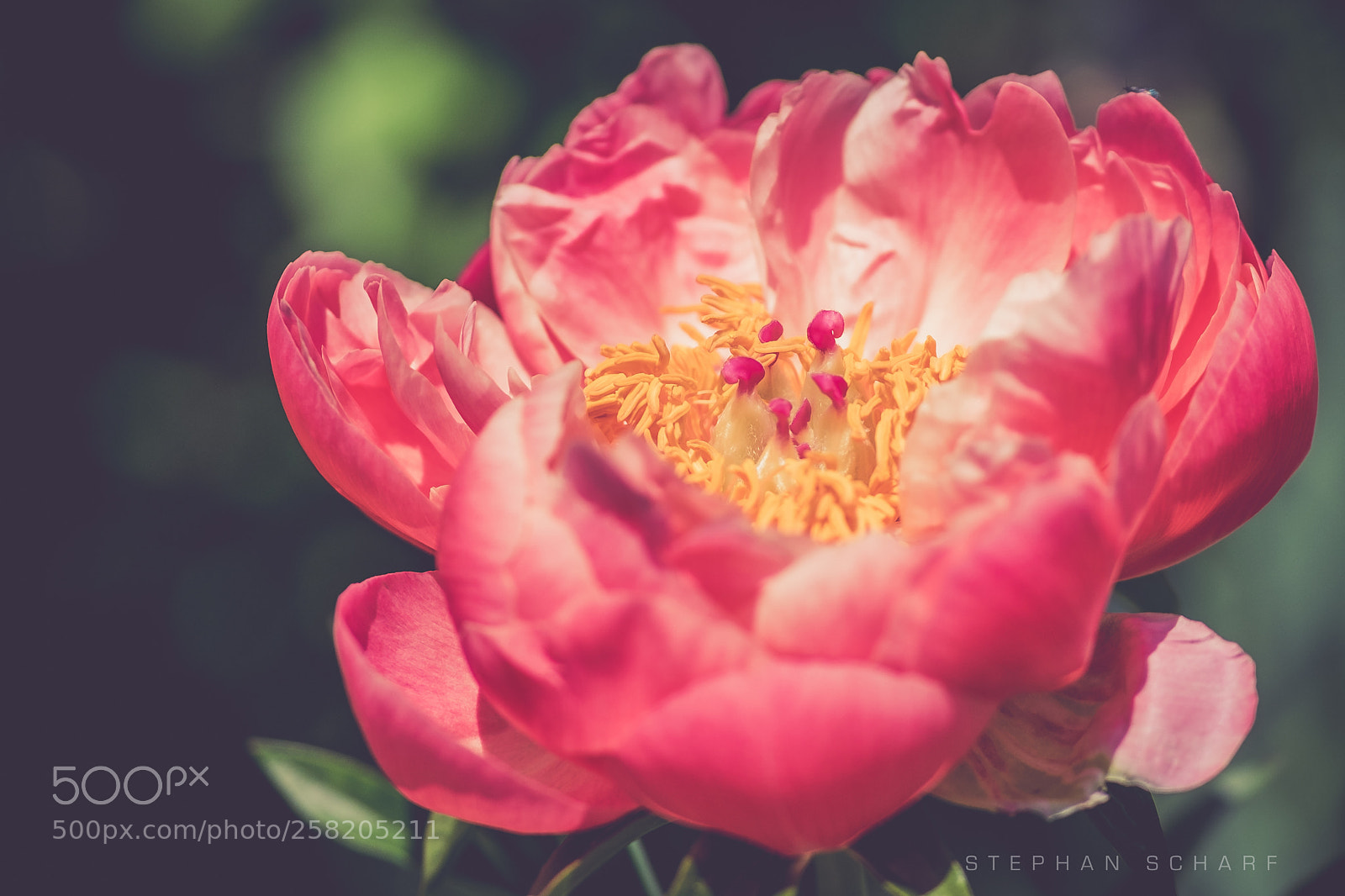 Fujifilm X-T10 sample photo. Peony photography