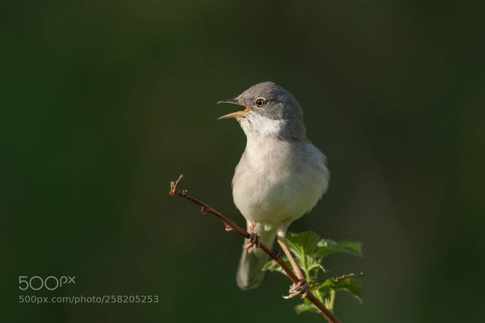 Olympus OM-D E-M1 Mark II sample photo. Common whitethroat photography