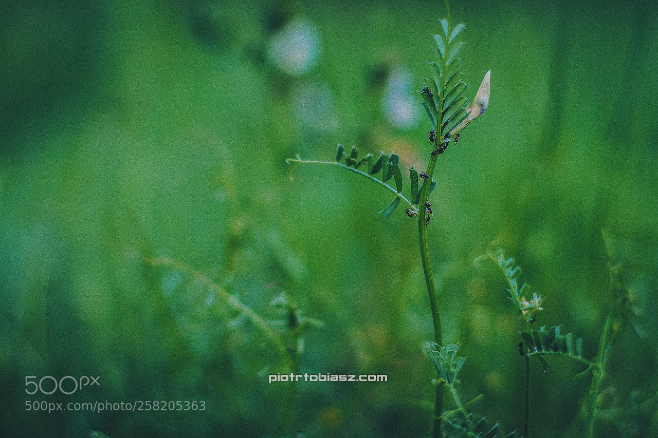 Canon EOS 7D sample photo. Green. photography