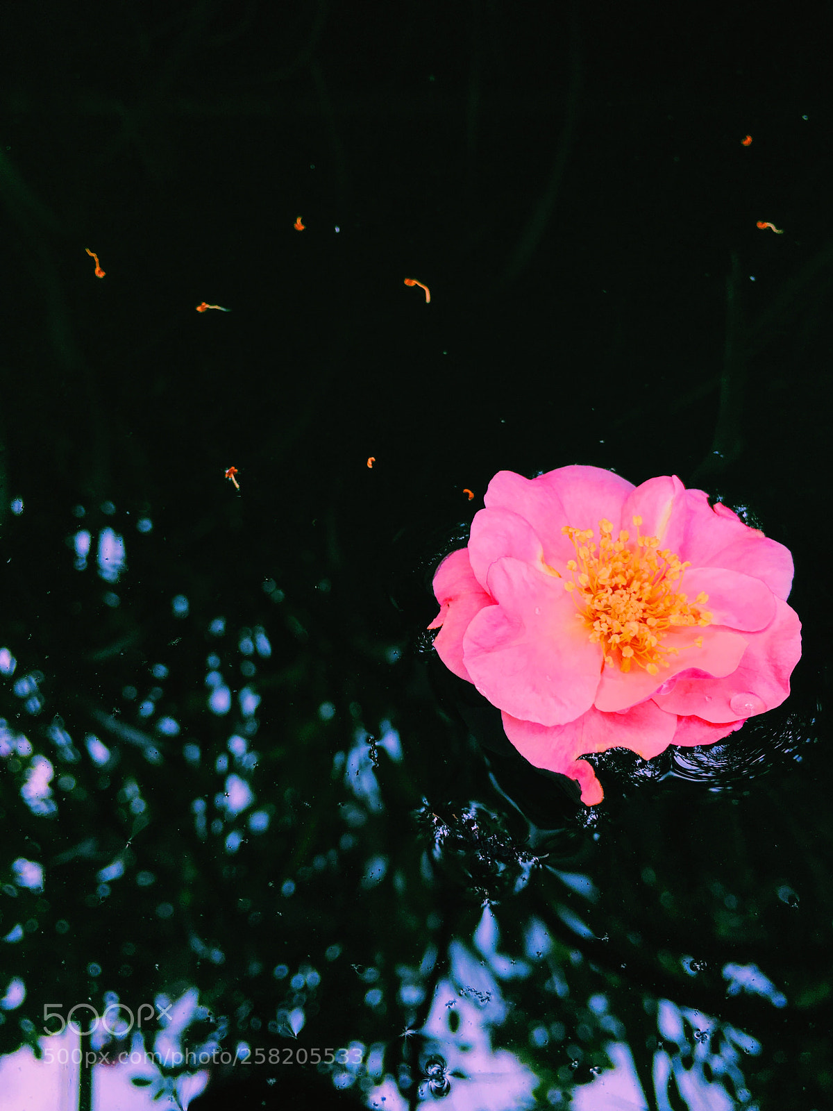 Apple iPhone 6s sample photo. Processed with vsco with photography