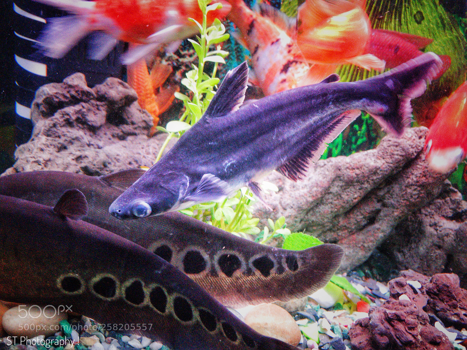 Apple iPhone 8 sample photo. Shark photography