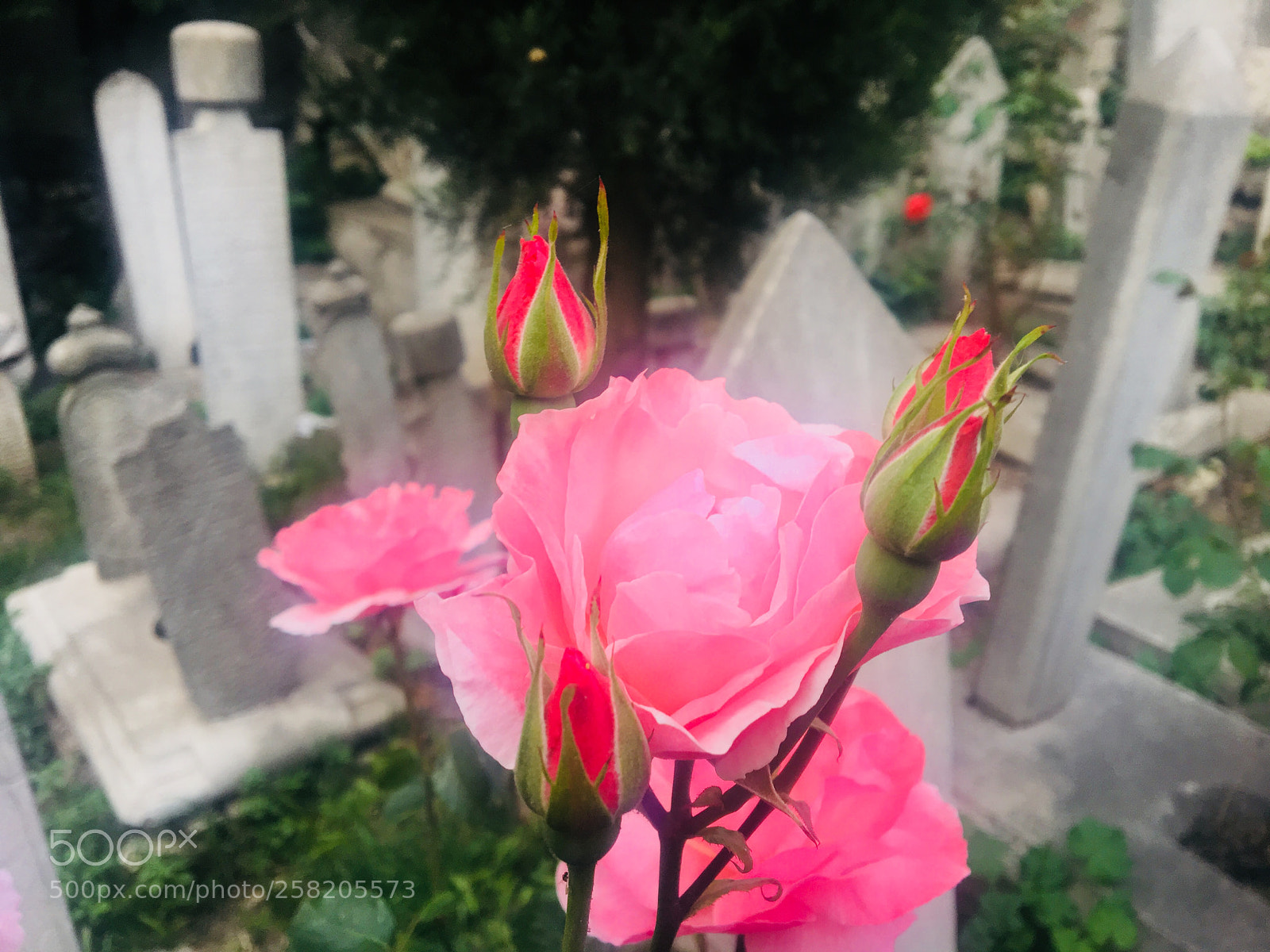 Apple iPhone 6s sample photo. Rose photography