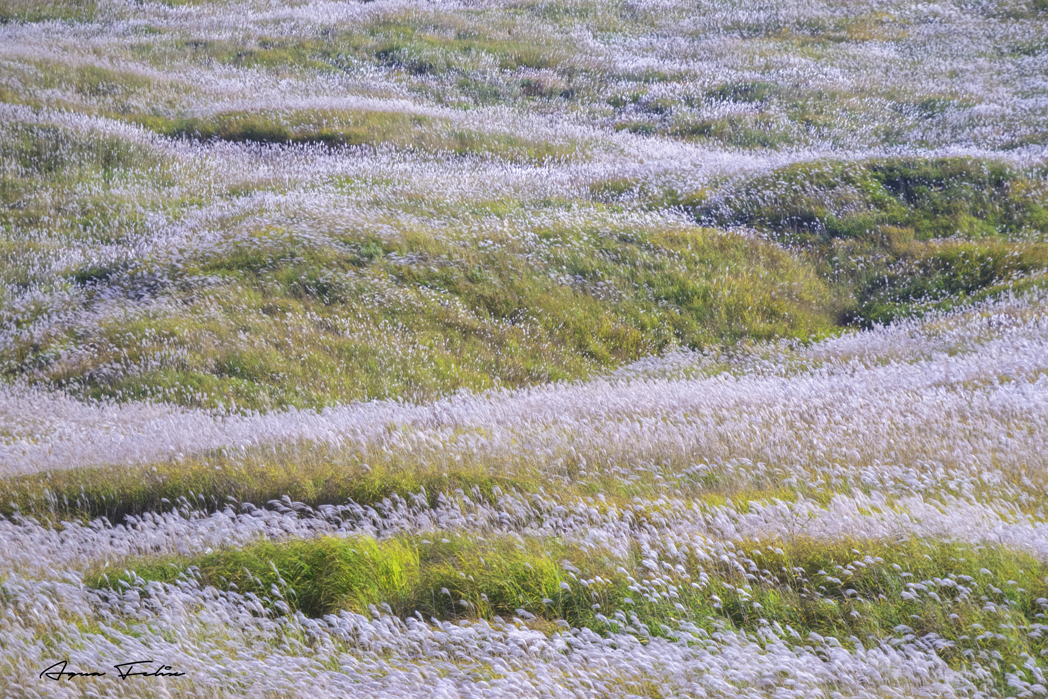 Panasonic Lumix DMC-GX85 (Lumix DMC-GX80 / Lumix DMC-GX7 Mark II) sample photo. Japanese pampas gras in sengokubara photography